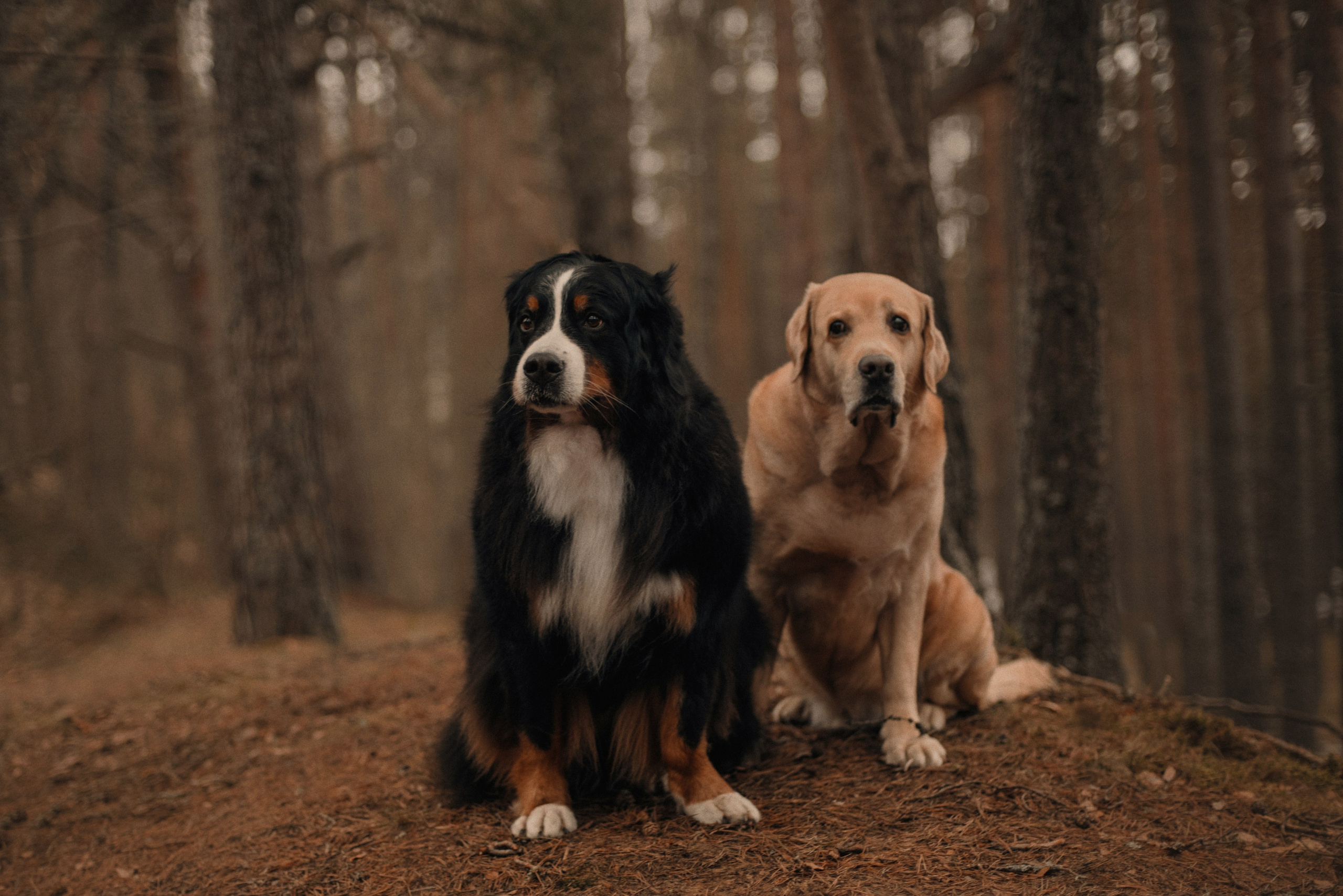 Прогулка: берн Пума, Фрэнк и Юля в Питере. Портфолио