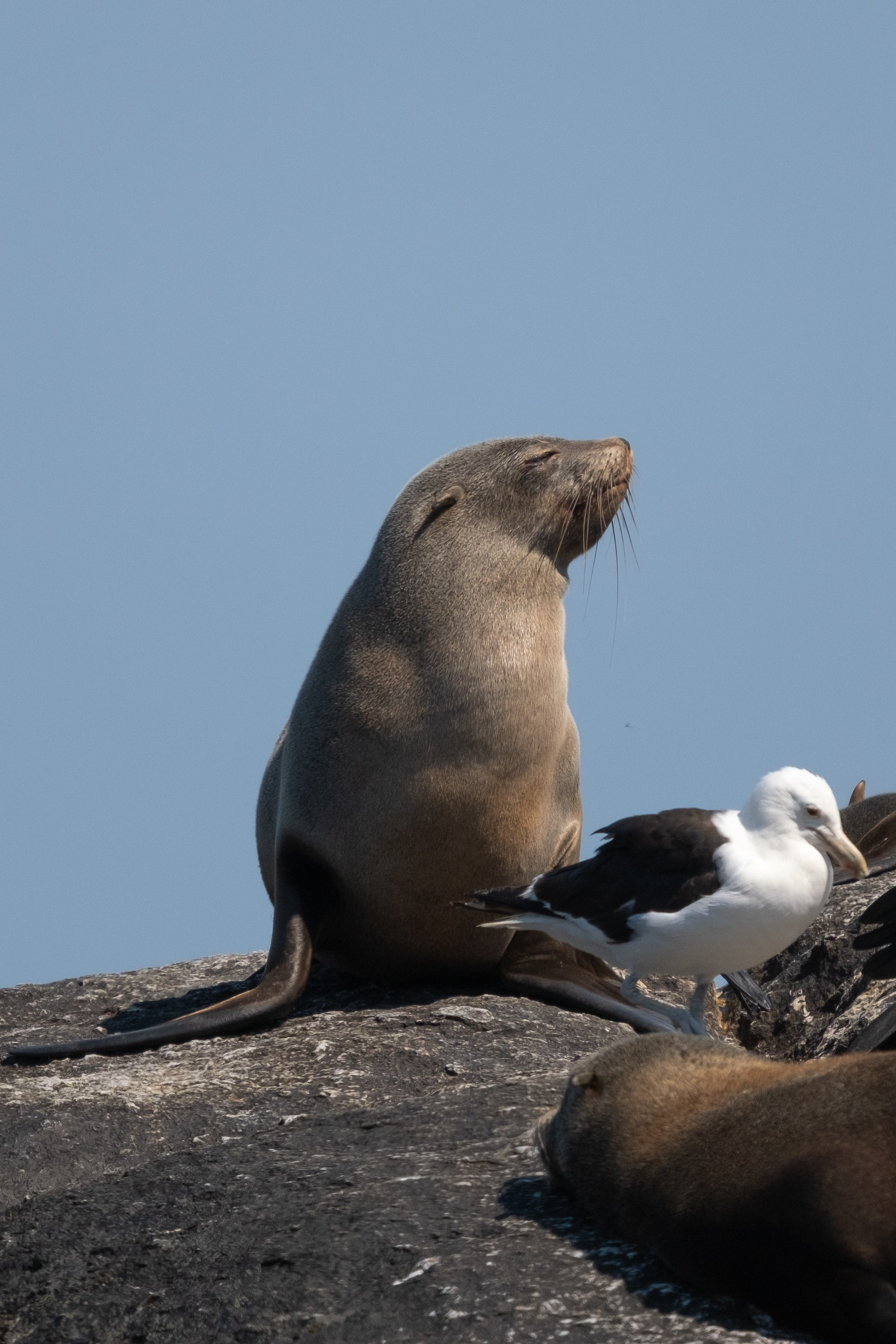 Морские котики и закат. Фотографии из путешествий