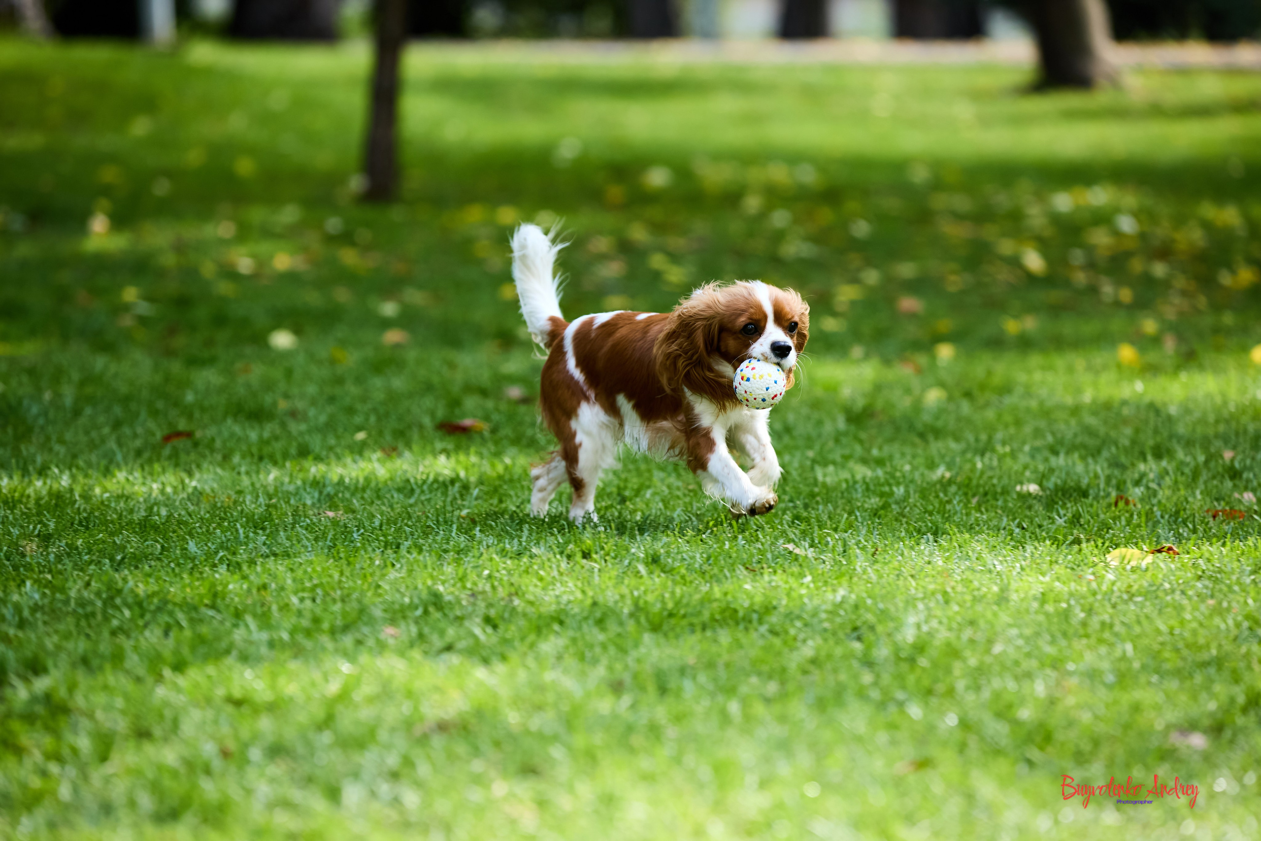 Фотопрогулка с кавалерами. Buyvolenko Andrey