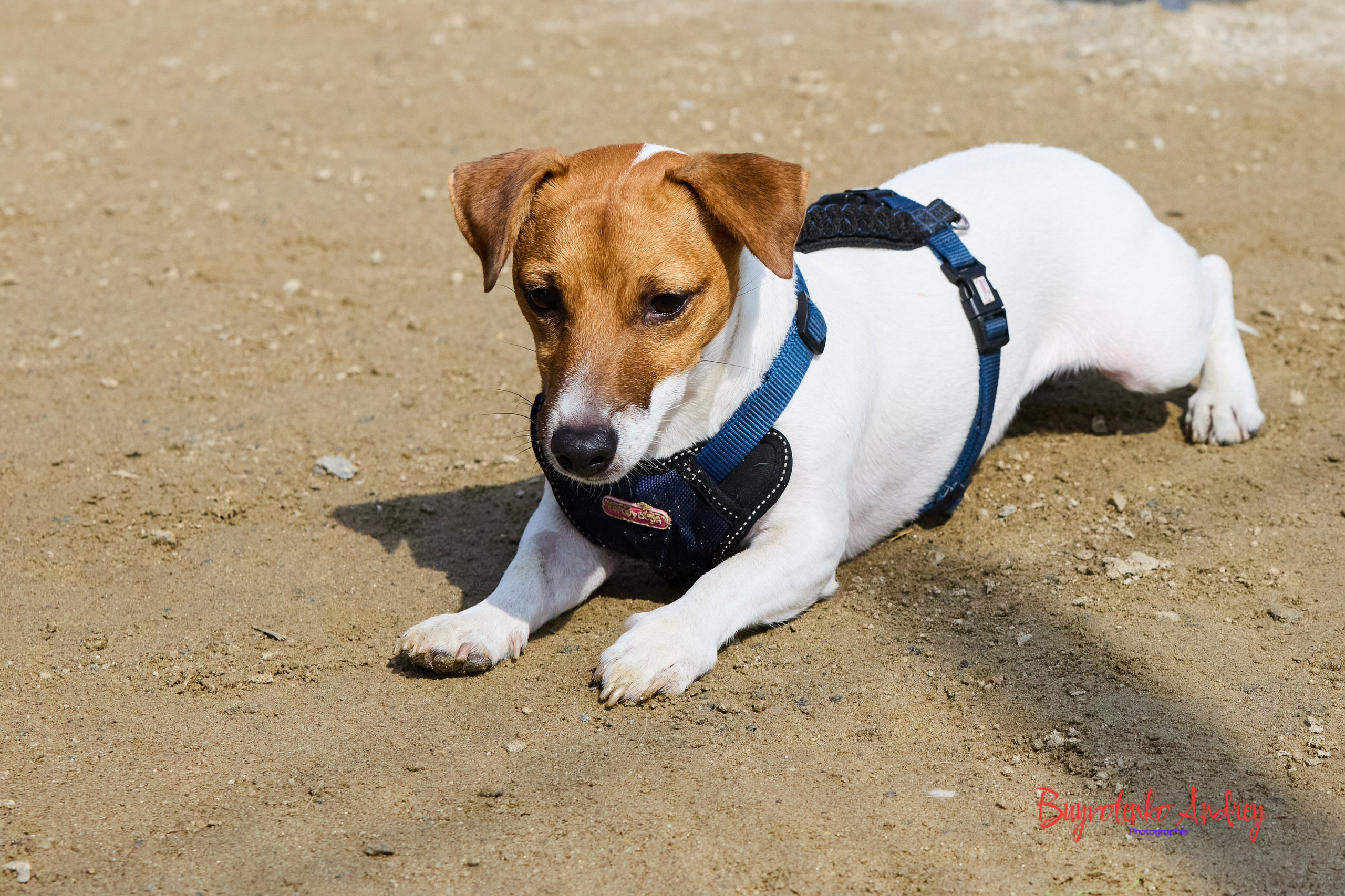 Проект фотопрогулка с хвостиком. Buyvolenko Andrey