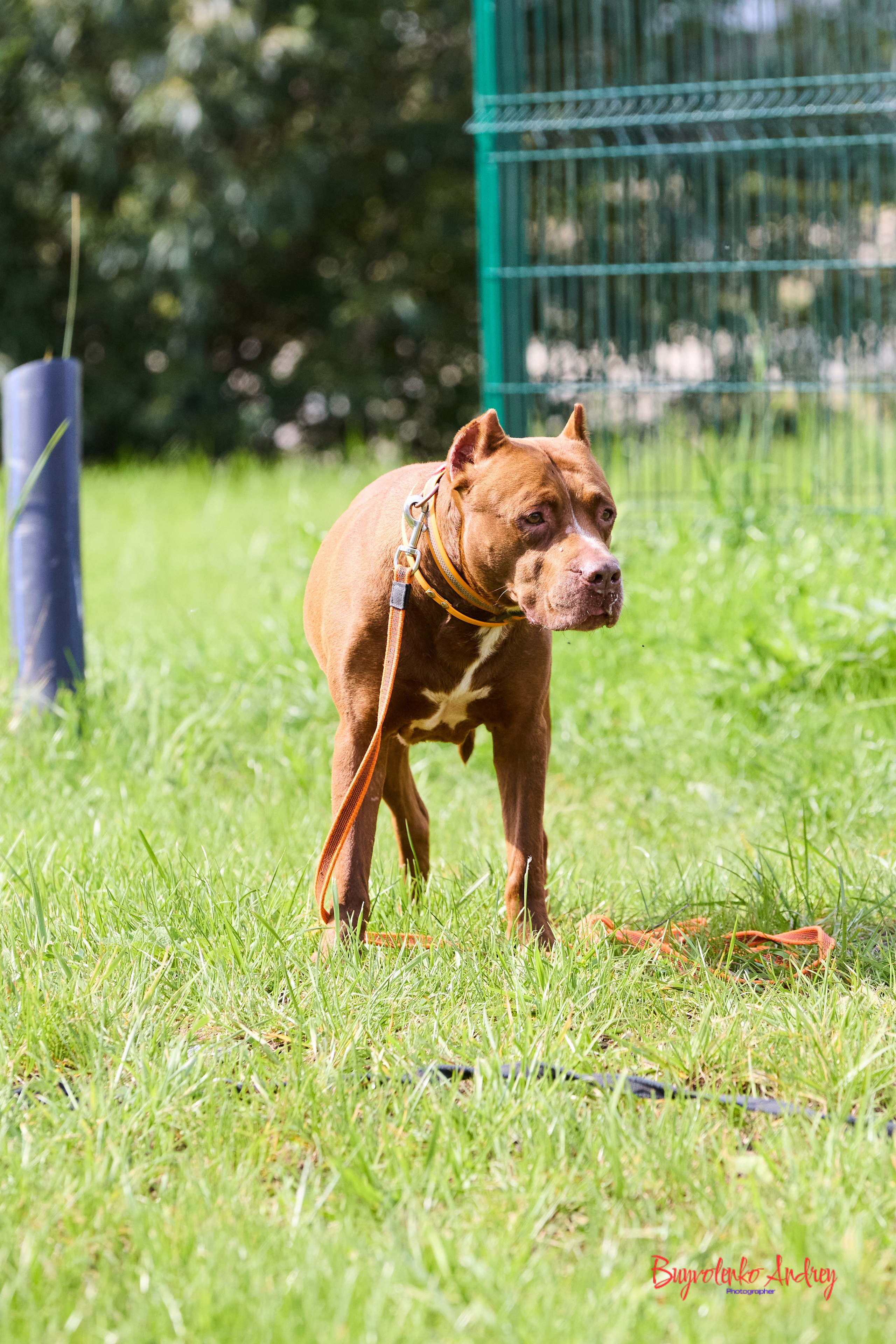 Проект фотопрогулка с хвостиком. Buyvolenko Andrey