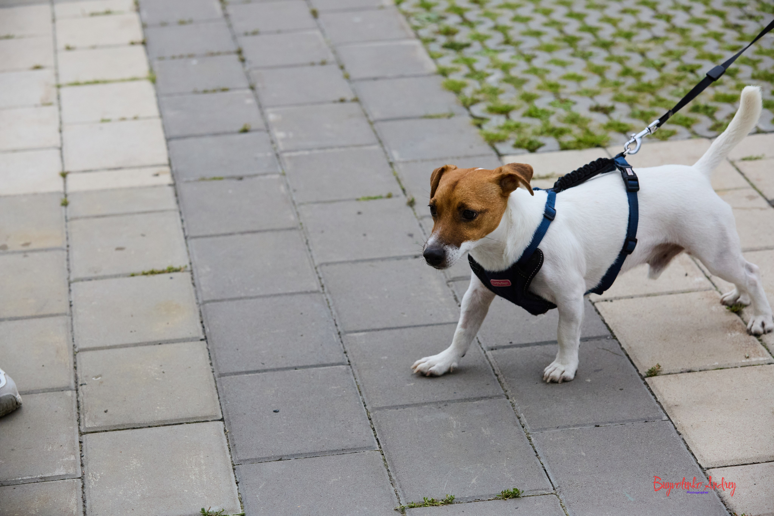 Проект фотопрогулка с хвостиком. Buyvolenko Andrey