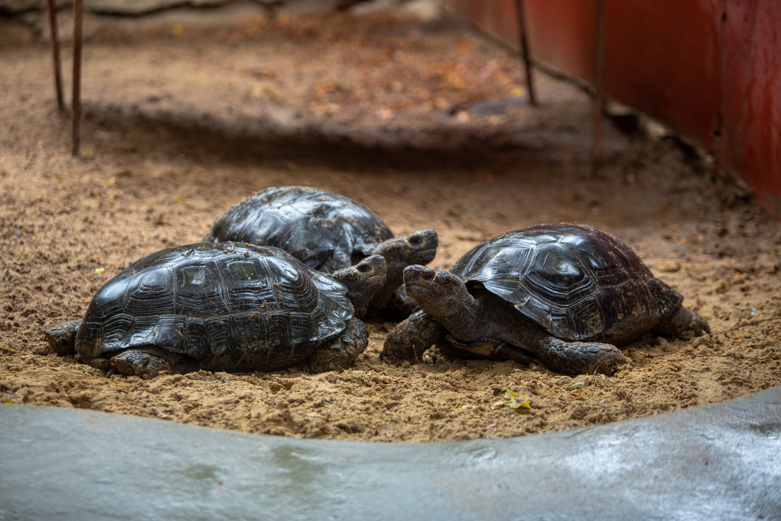 Samut Prakan Crocodile Farm & Zoo. Photographer Sonkina Tatiana (Tanya Ash)