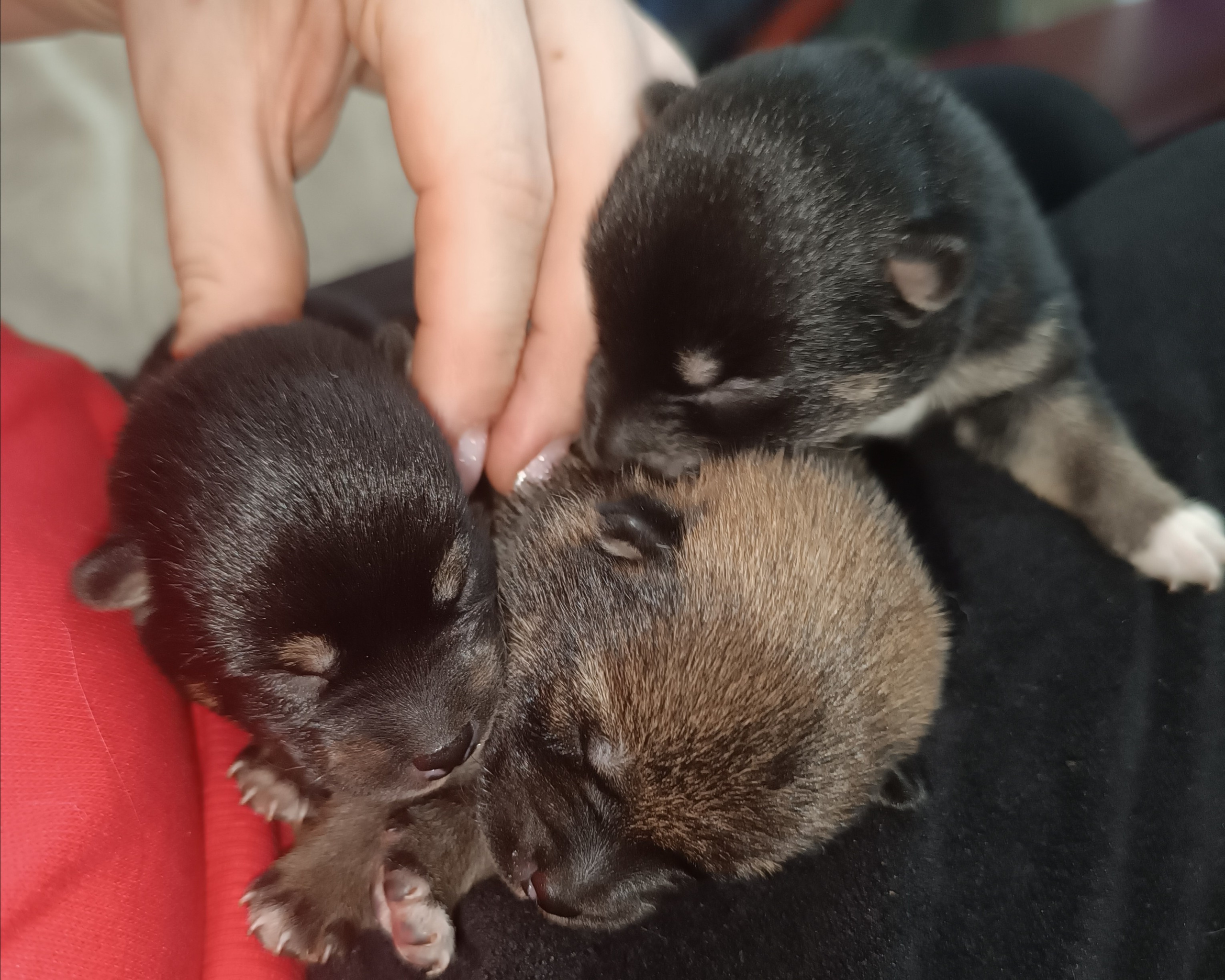 сиба питомник Рубилайт щенки на продажу rubylight  сиба щенки купить СПб Санкт-Петербург 