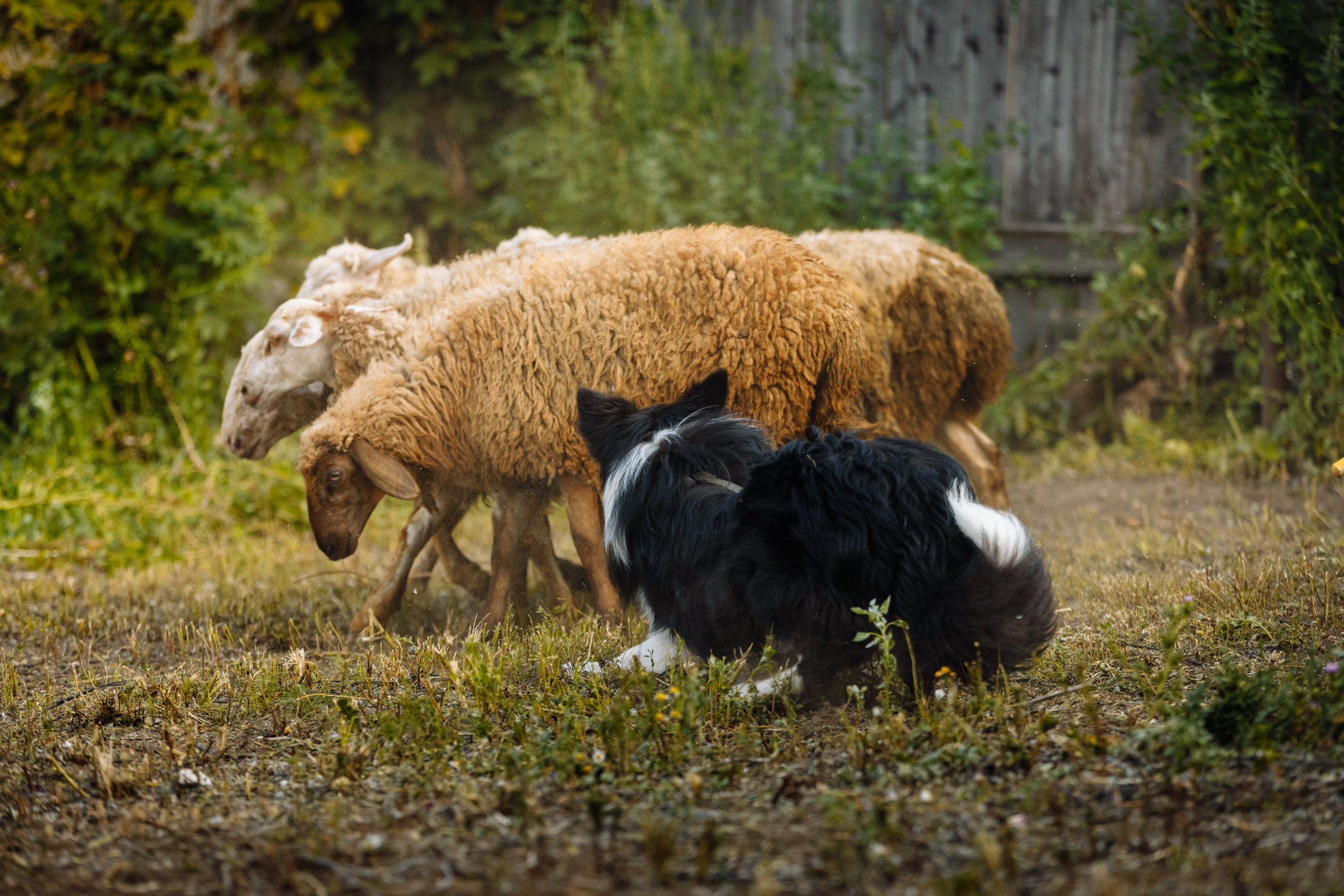 Овечий день. О нас