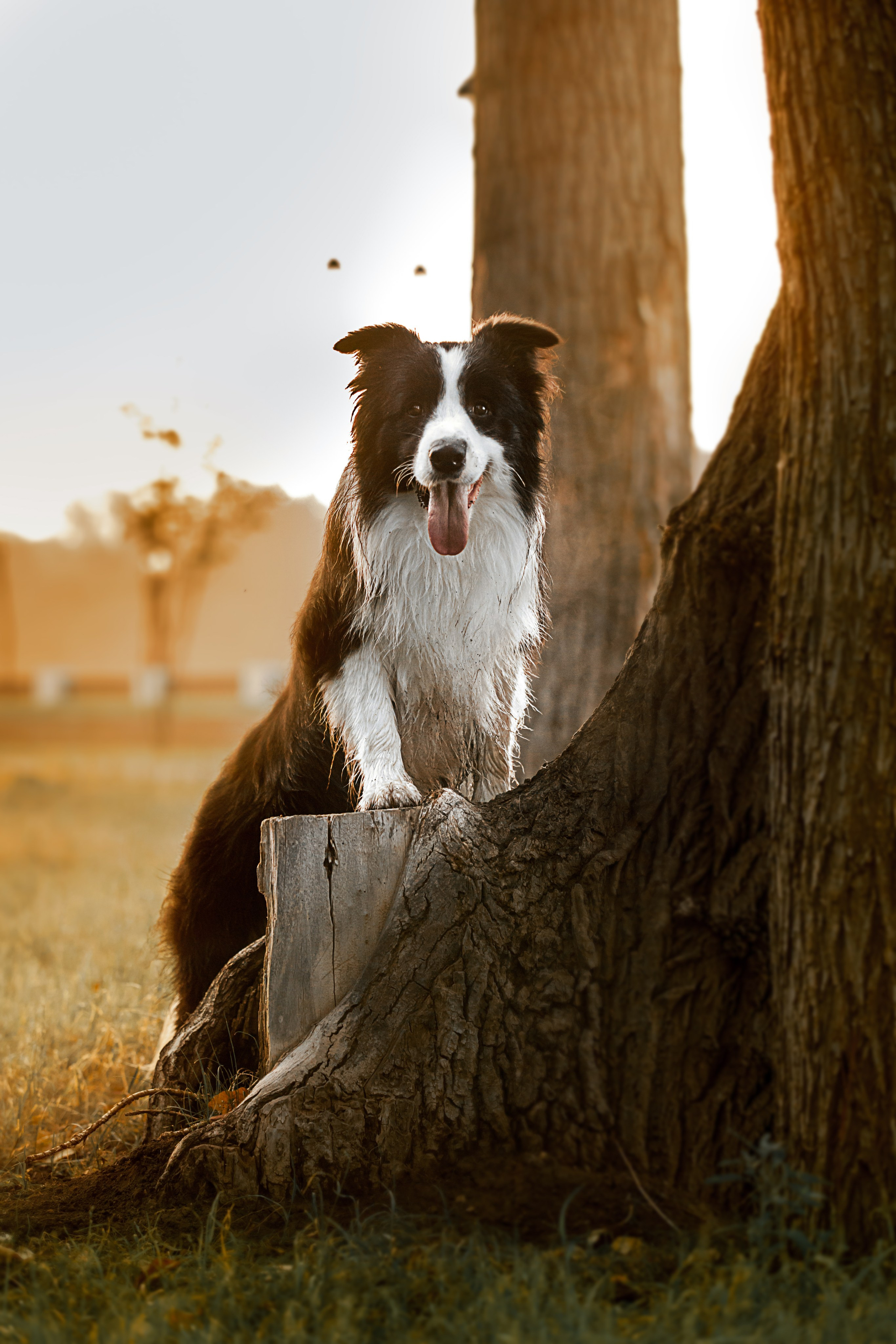 Сочный рассвет, на который решились. О нас