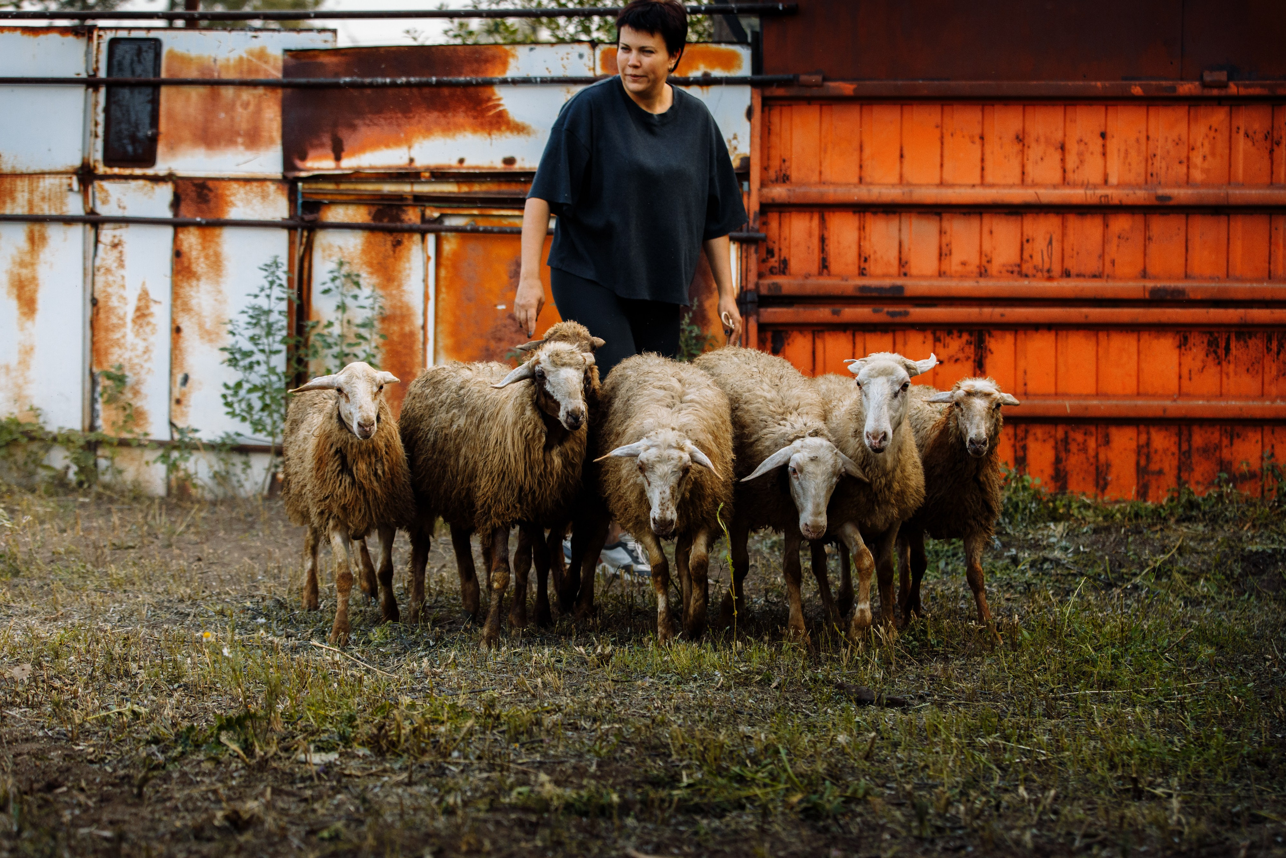 Овечий день. О нас