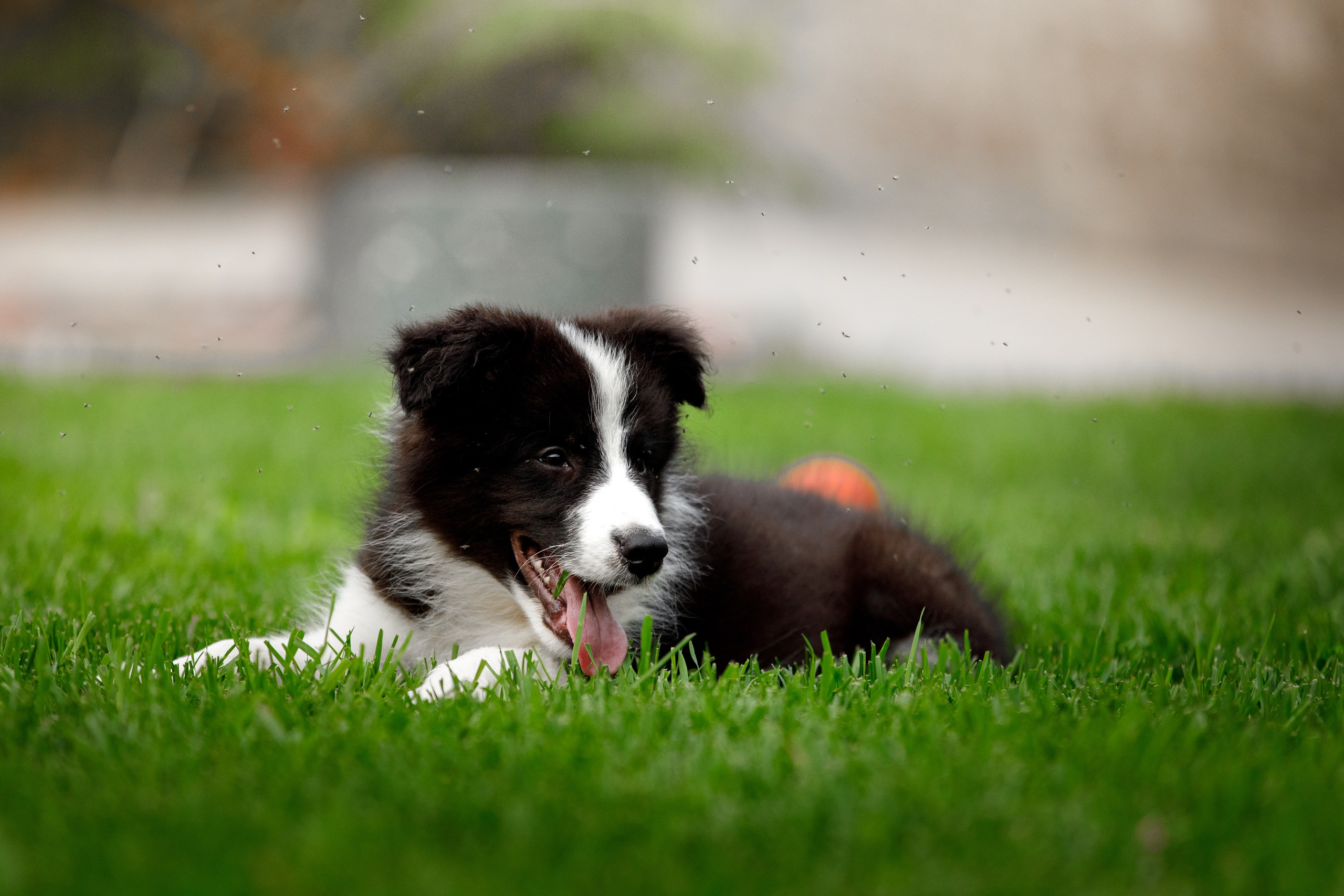 Болтовня в саду. О нас