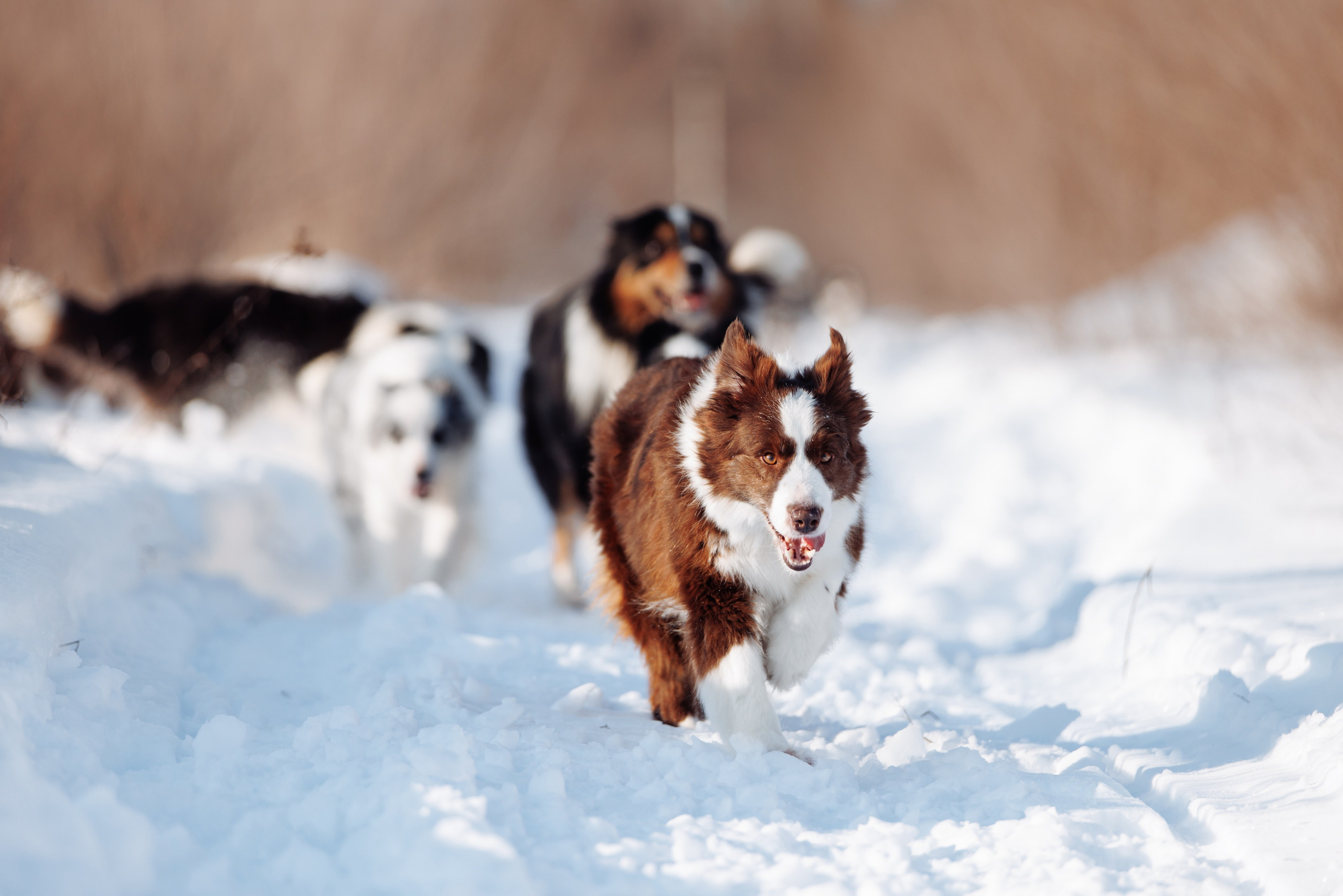 Яркий январь. О нас