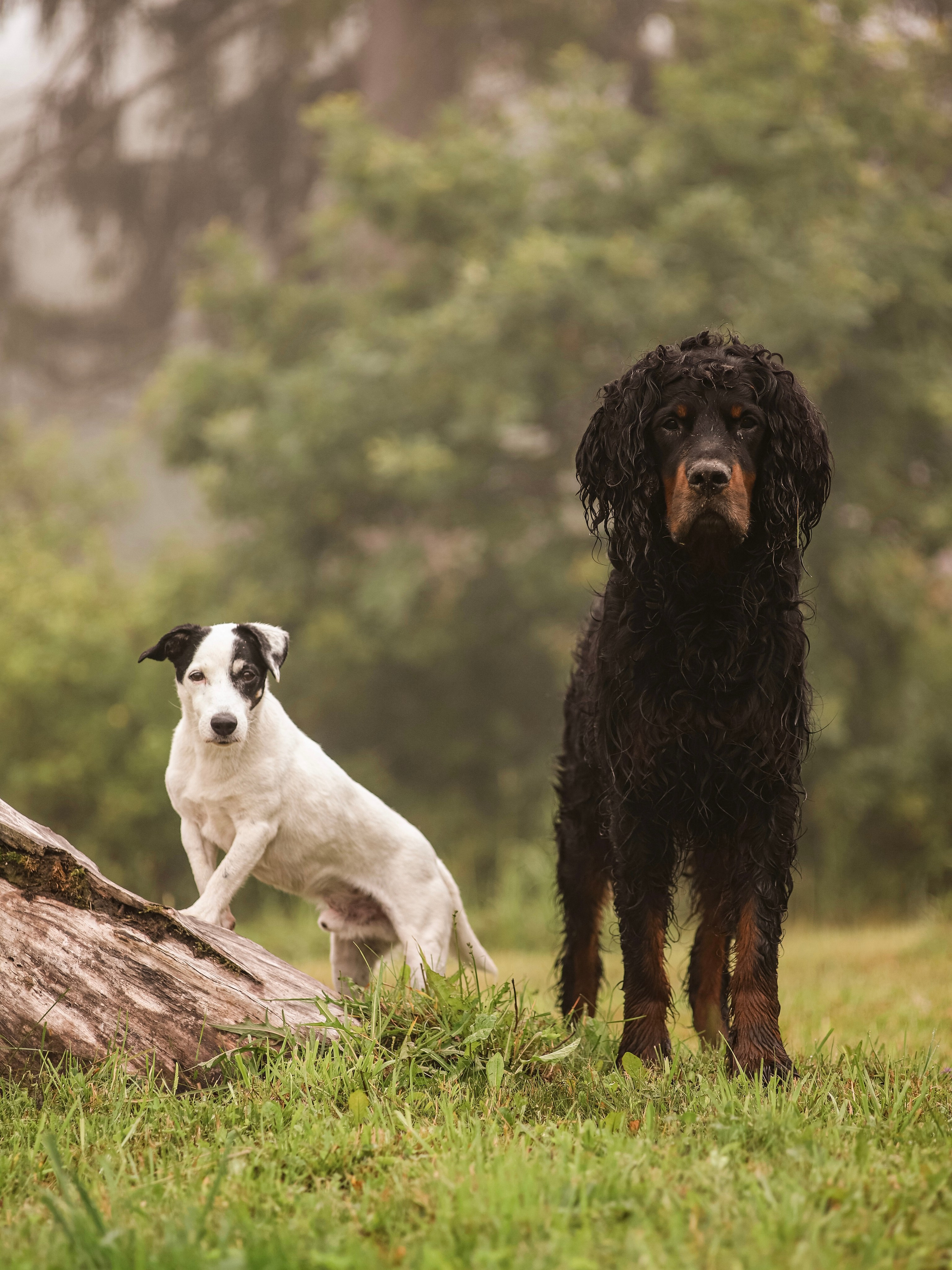 Собаки. Фотограф Ольга Мурзина