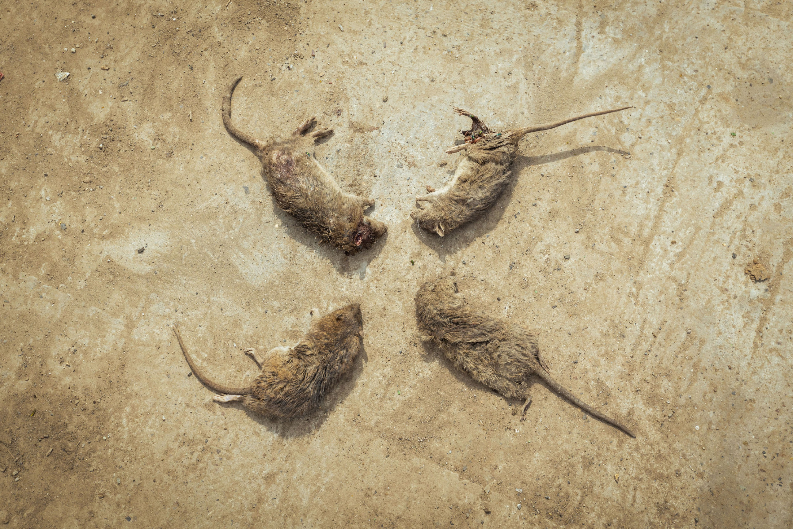 Анализ ижевского полигона ТБО [10-11 августа 2021 г.]. Фотограф Виноградов Константин