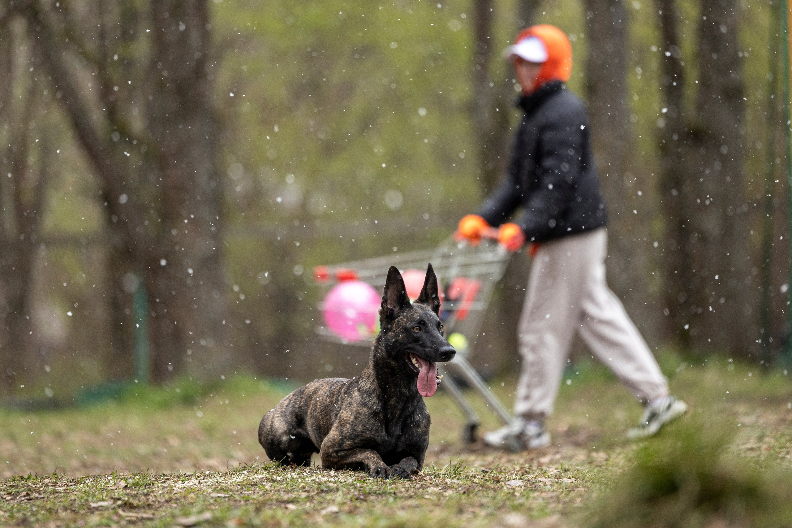 Квалификационные состязания по мондьорингу г. Вологда 11.05.24. Фотограф-анималист Анна Маринич