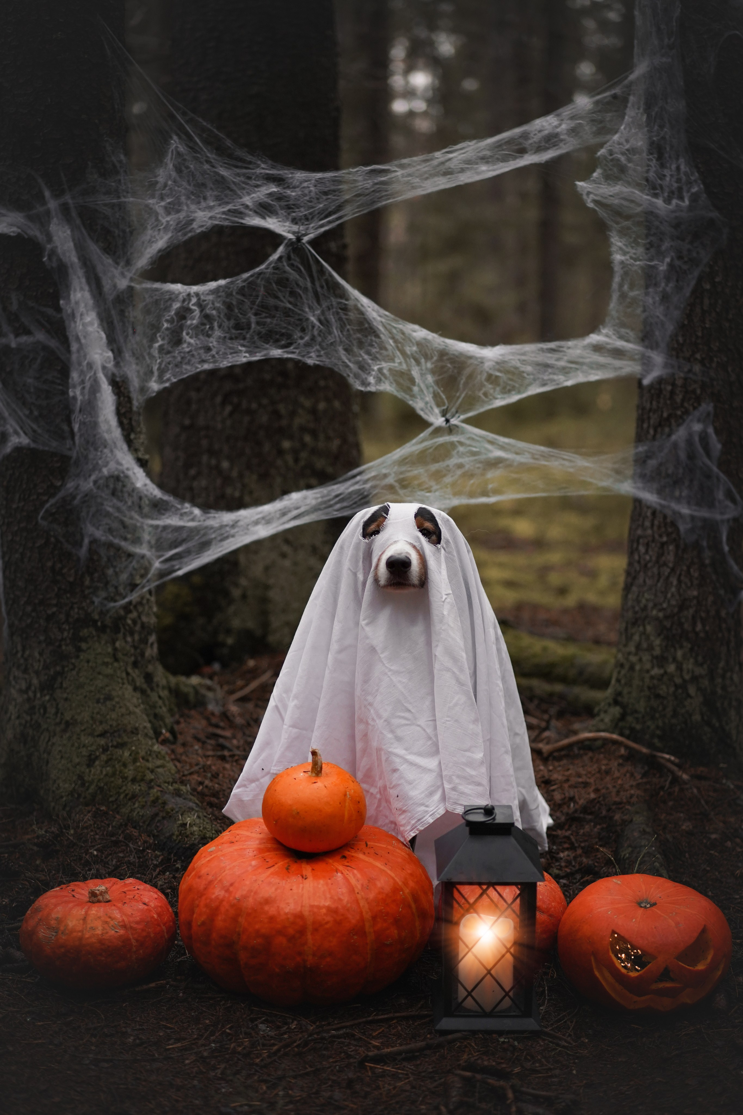 Аусси Хэллоуин 24. Фотограф-анималист в Санкт-Петербурге Яна Мартынова