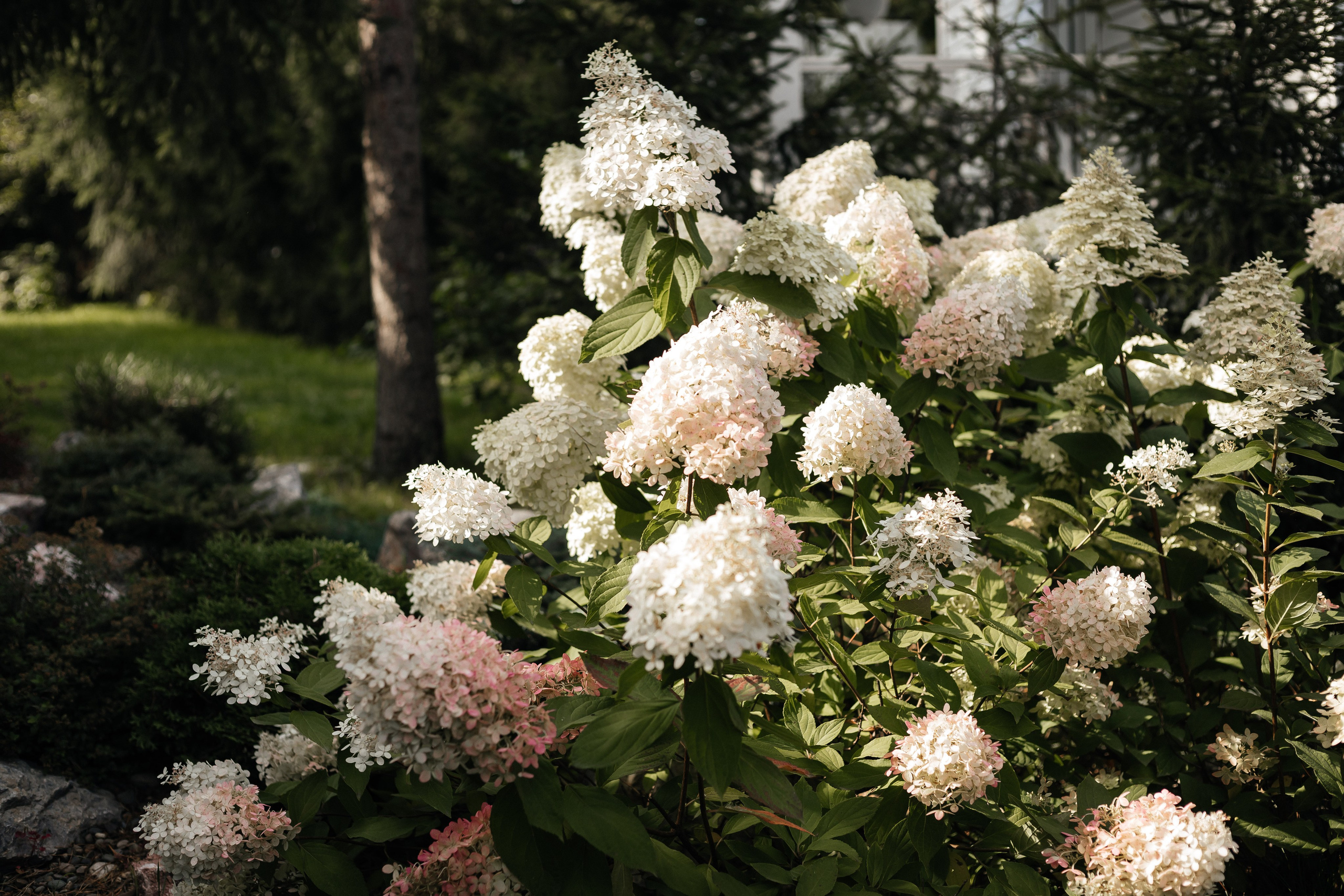 Снежана и Сергей. Свадебный и Семейный фотограф Свекрова Ольга