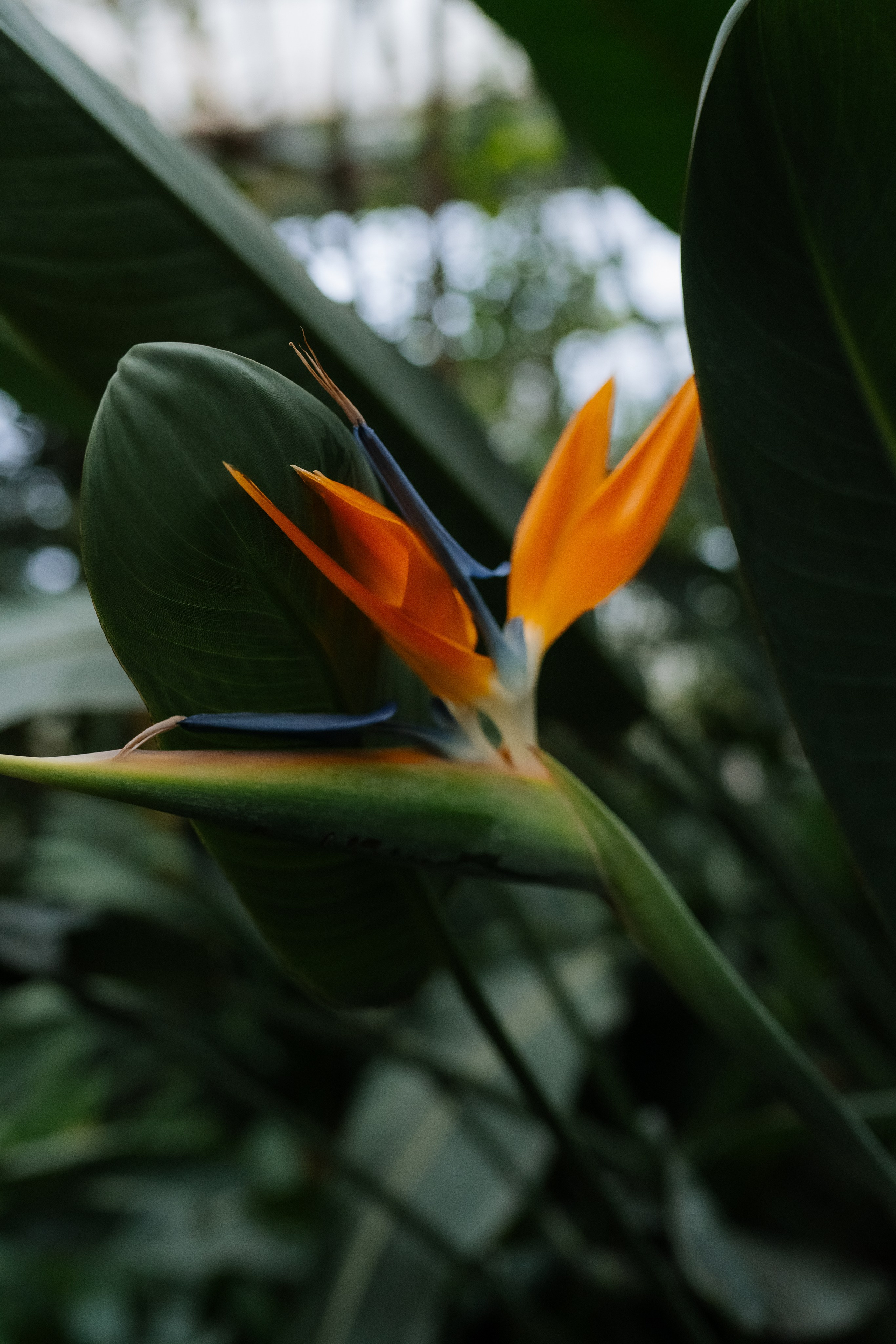 Свадебная фотосессия в оранжерее, Москва. Свадебный фотограф в Москве Анна Полушина