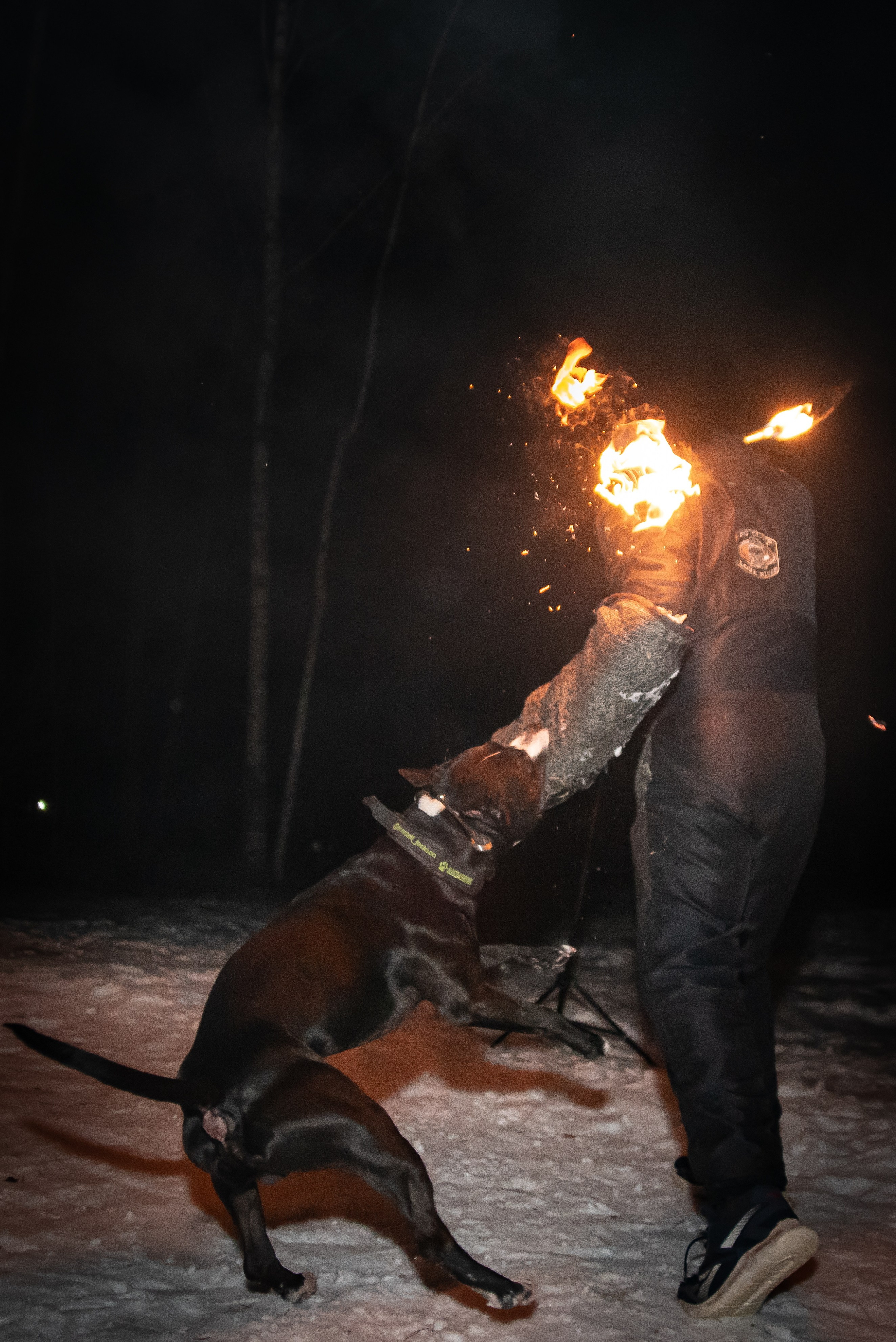 Фотосъёмка с собаками в Кинологическом лагере. Фотограф Макс Огурцов в Нижнем Новгороде