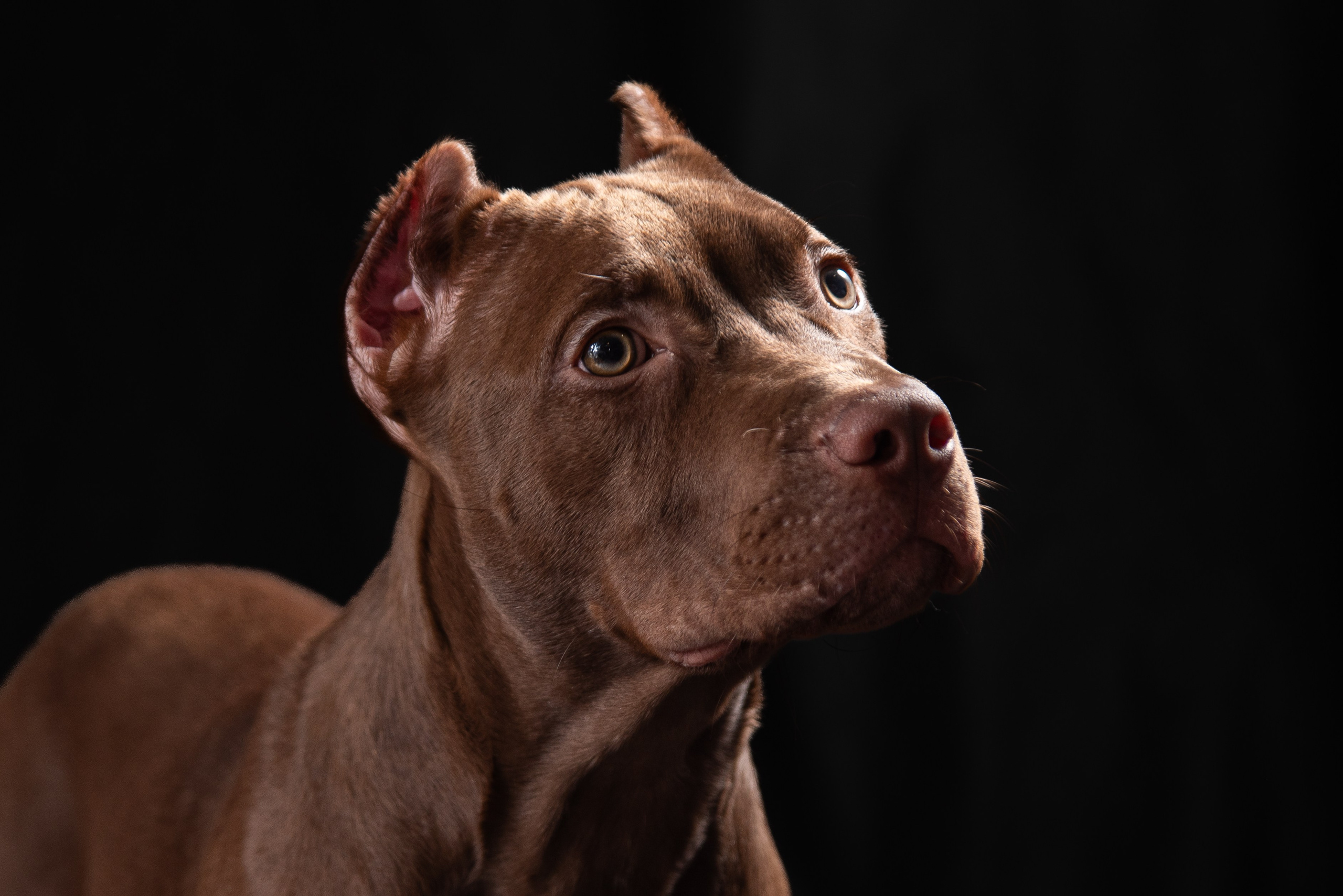 Фотосессия собак на чёрном фоне. Фотограф Макс Огурцов в Нижнем Новгороде