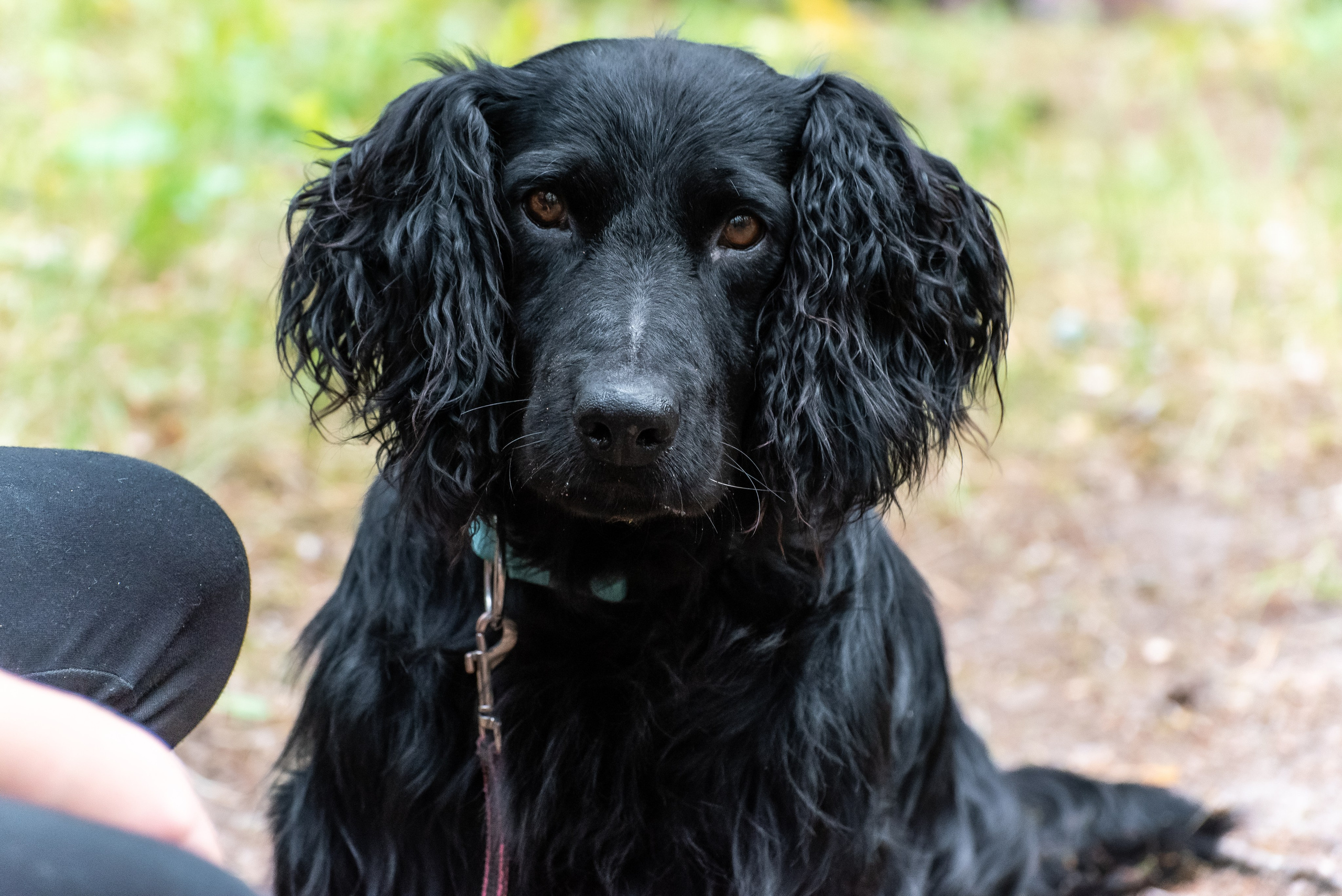 Хвостатые каникулы Детский кинологический лагерь. Фотограф Макс Огурцов в Нижнем Новгороде