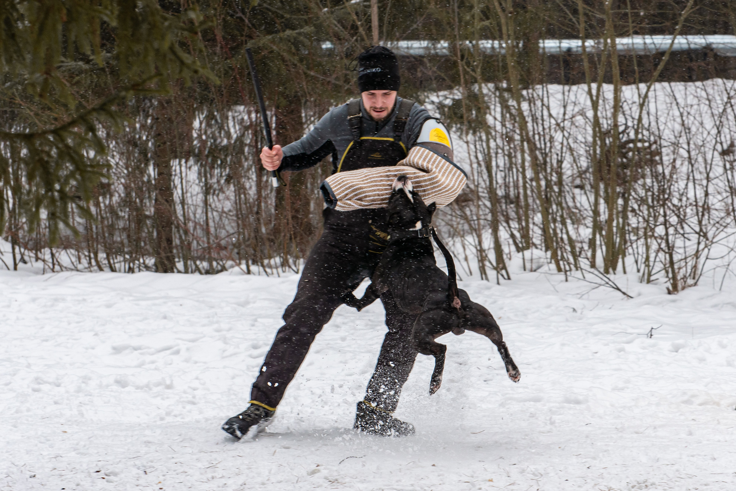 Фотосъёмка с собаками в Кинологическом лагере. Фотограф Макс Огурцов в Нижнем Новгороде