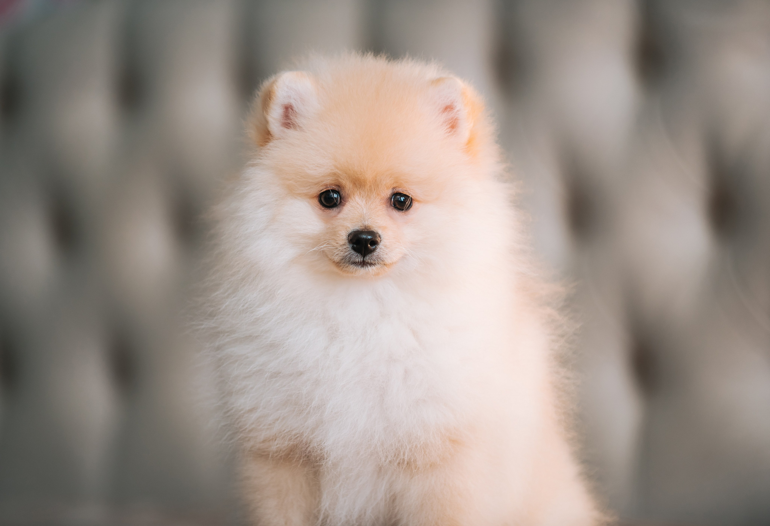 Шпицы дома. Главная