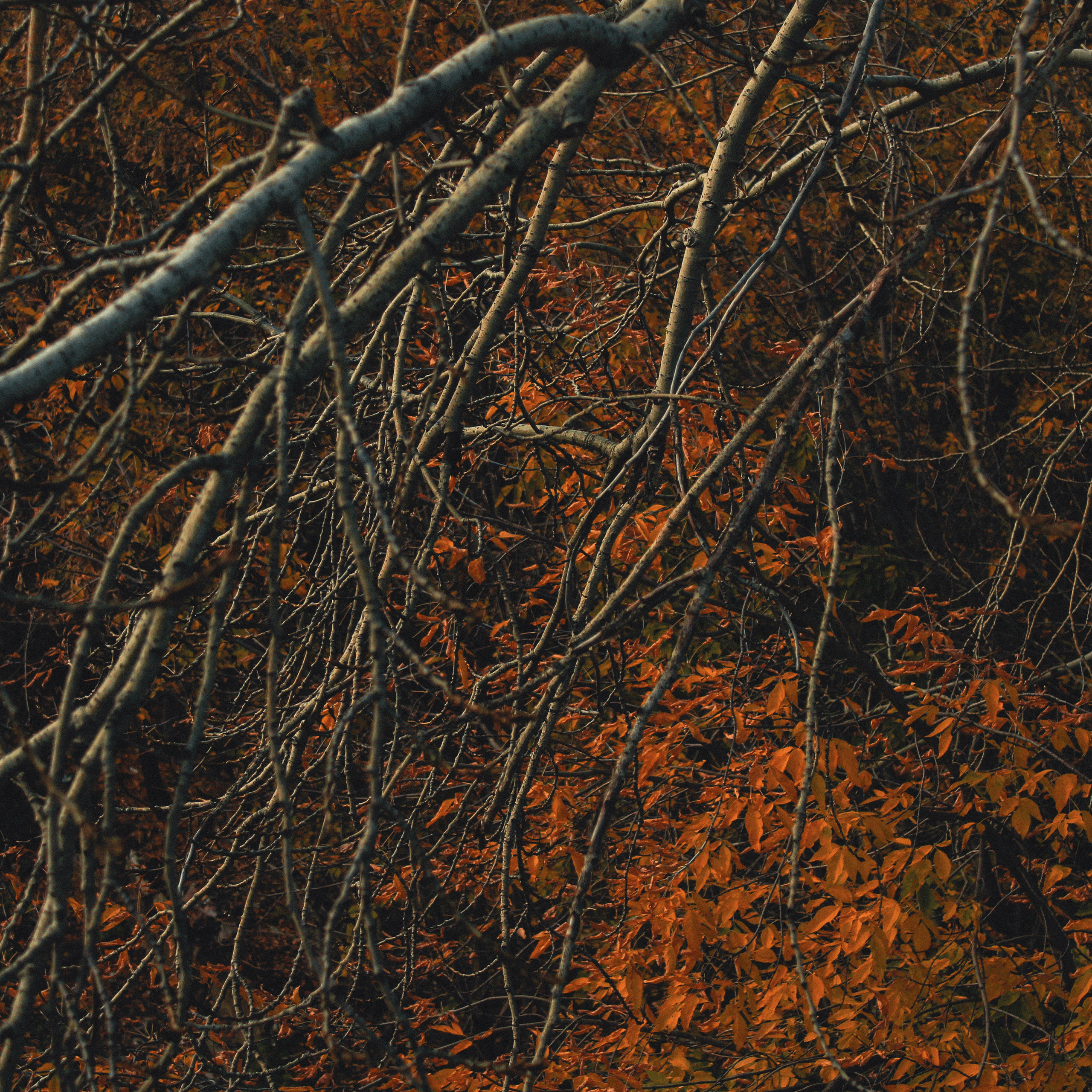 Shades of autumn. Фотограф/дизайнер в Екатеринбурге Хитрый Дмитрий