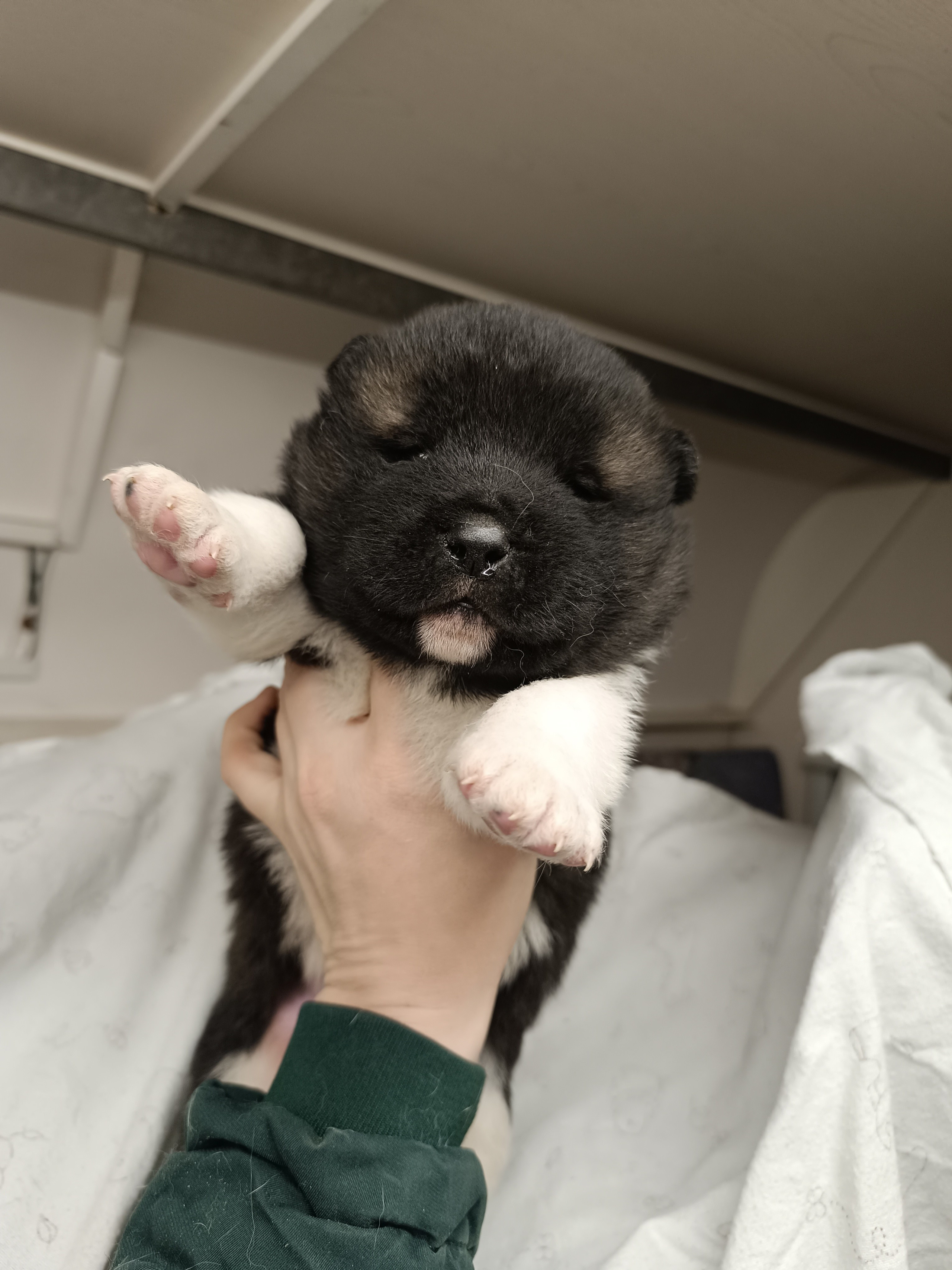 Американская акита  щенки питомник Санкт-Петербург клубные щенки Американская акита питомник RUBYLIGHT Рубилайт купить щенка американской акиты