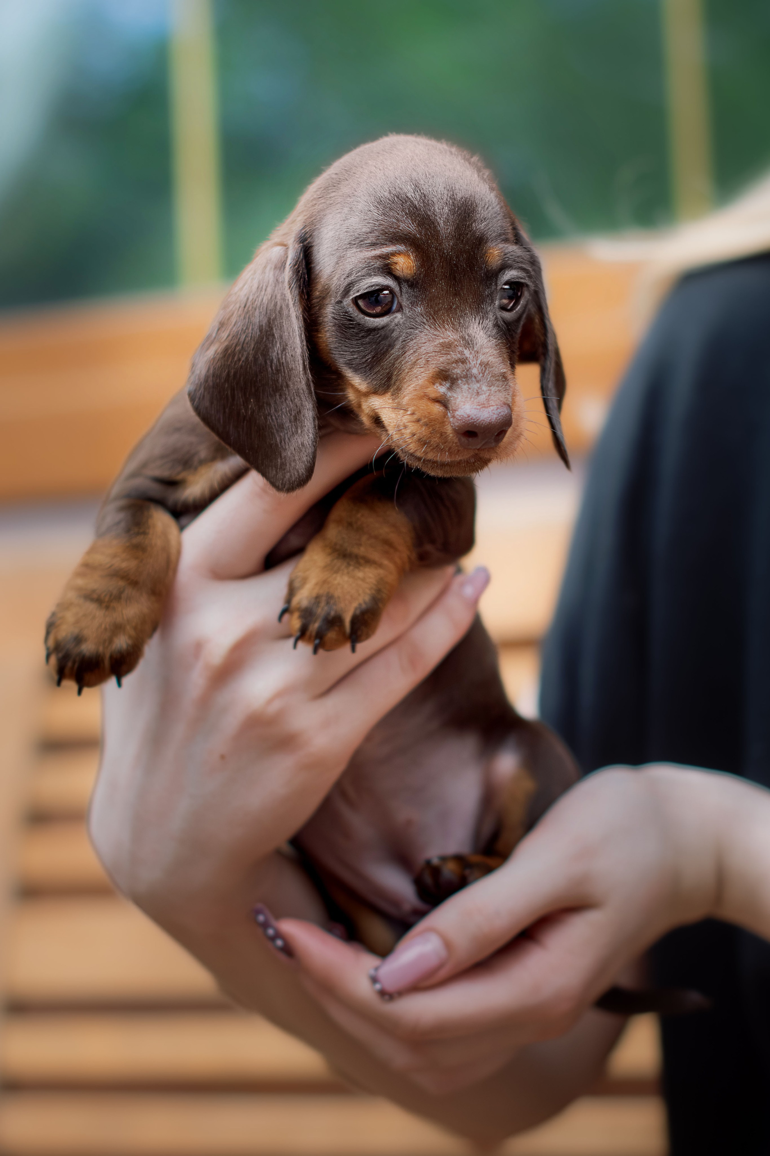 Таксята. Фотограф собак, анималист в Москве Кира Яковлева