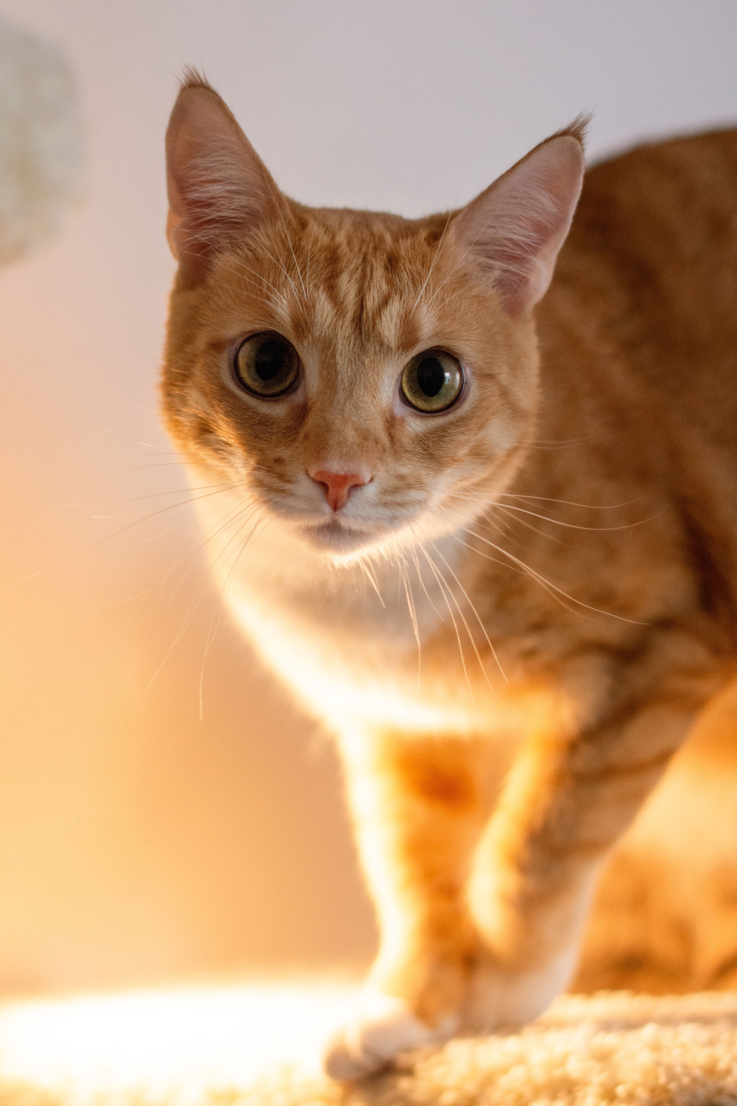 Фотосессия для рыжего кота