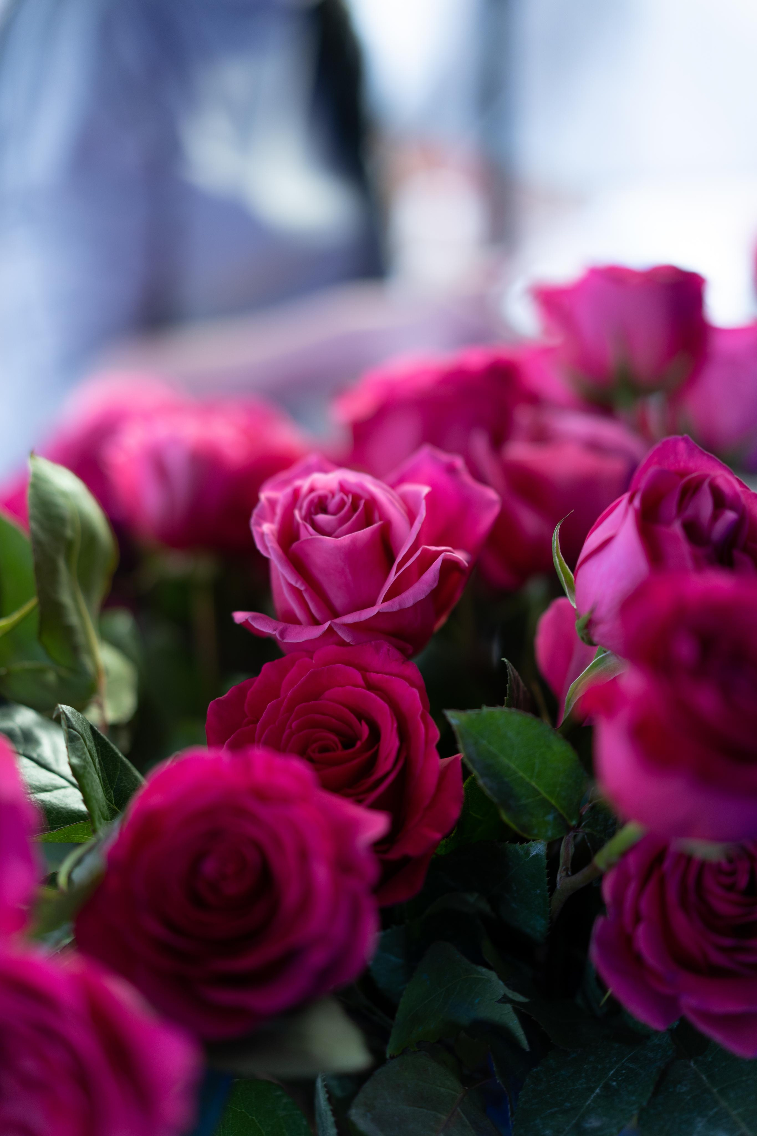 VERBENA flowers. Photographer & Videographer based in Ansan, South Korea