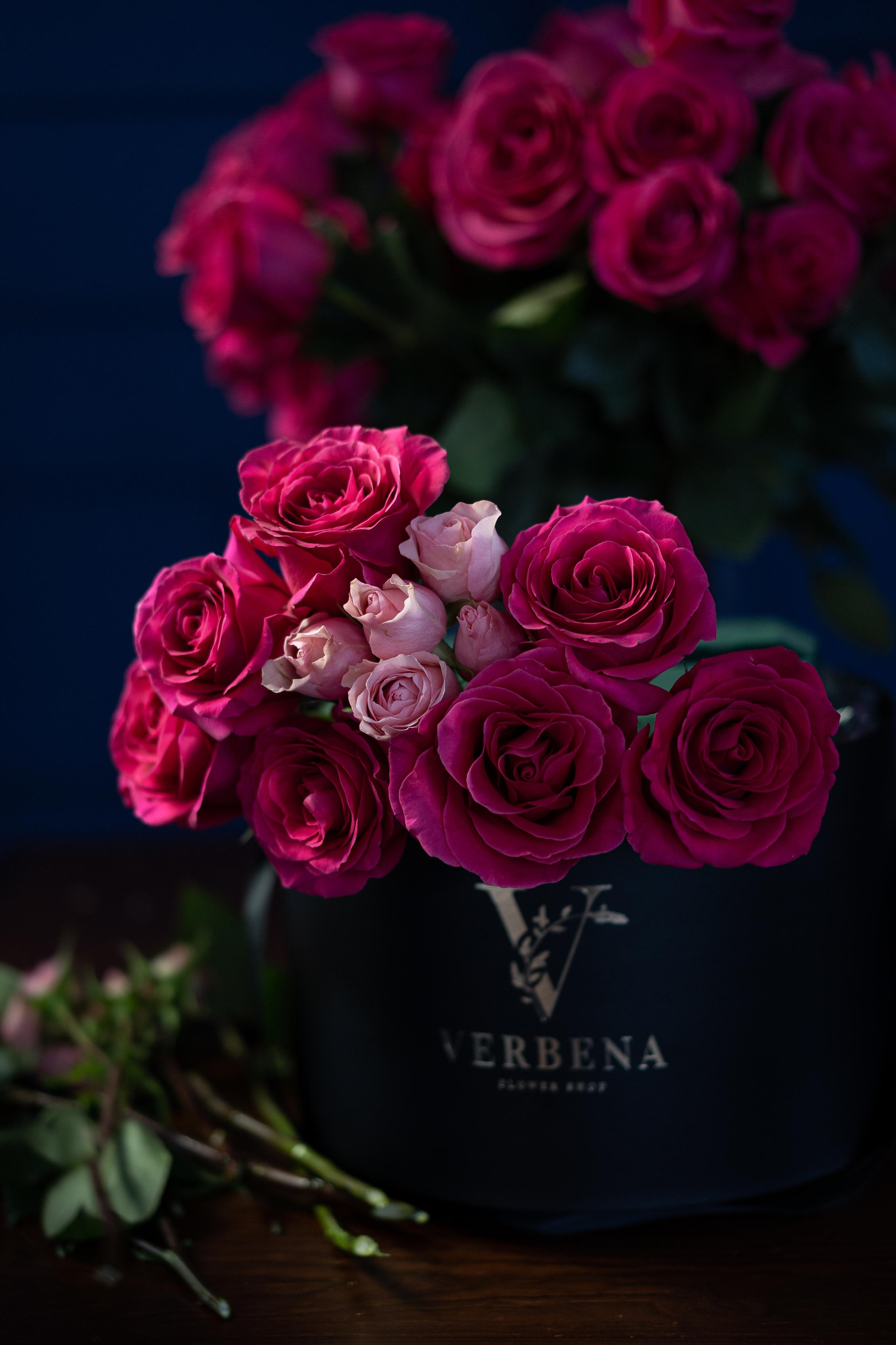 VERBENA flowers. Photographer & Videographer based in Ansan, South Korea