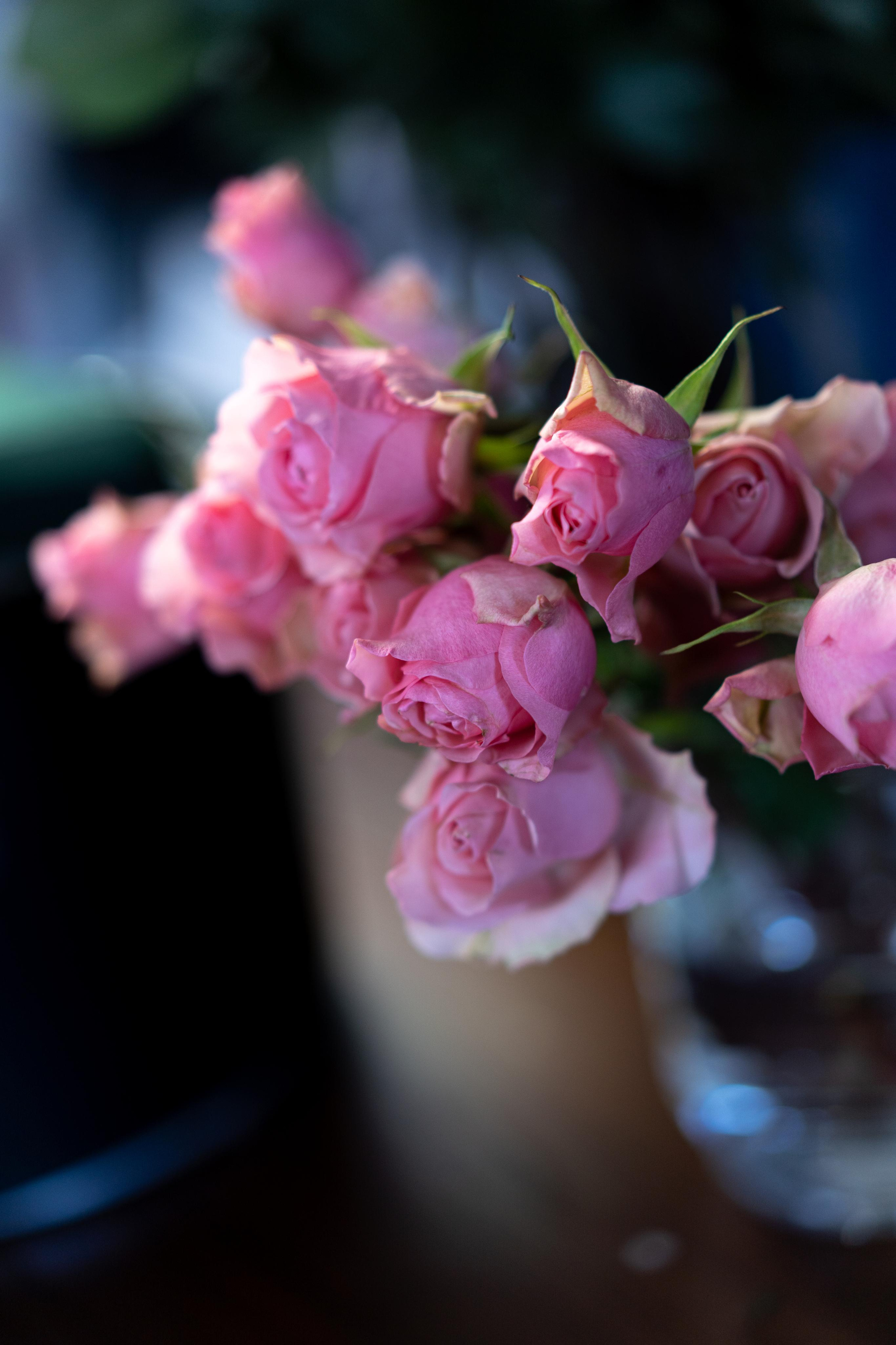 VERBENA flowers. Photographer & Videographer based in Ansan, South Korea