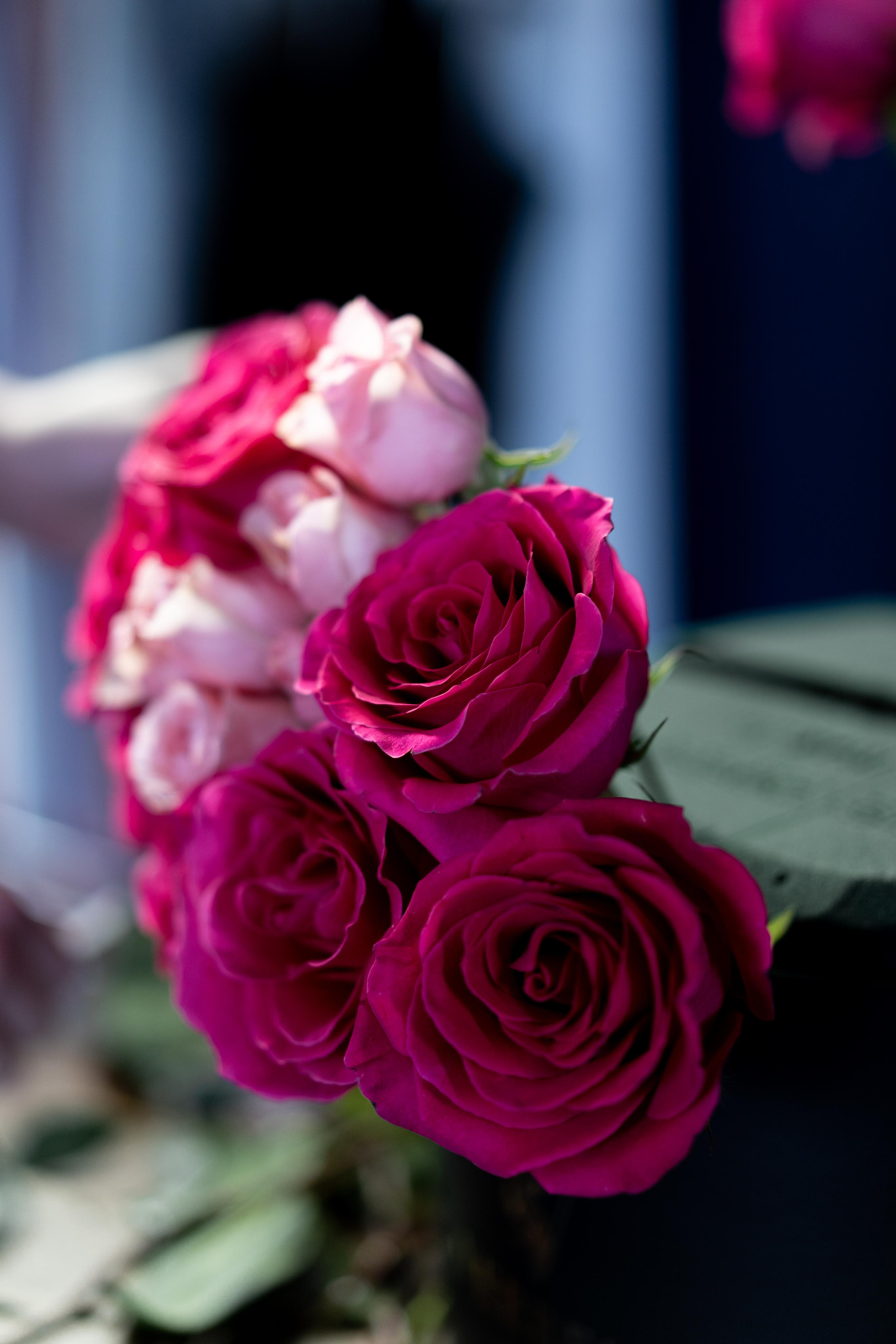 VERBENA flowers. Photographer & Videographer based in Ansan, South Korea