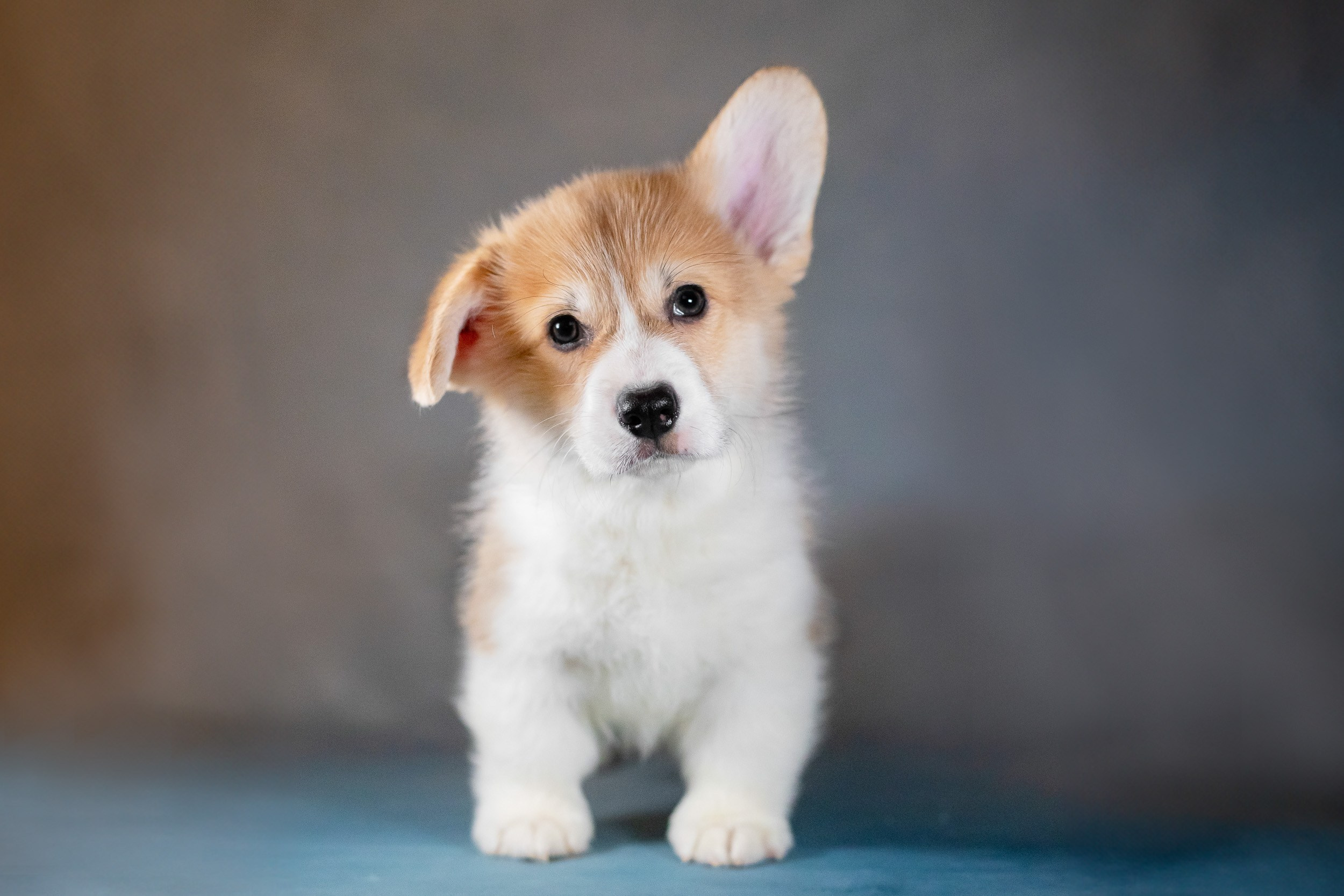 Вельш Корги Пемброк. Фотограф анималист, семейный фотограф, фотограф собак Комратова Мария. г. Москва