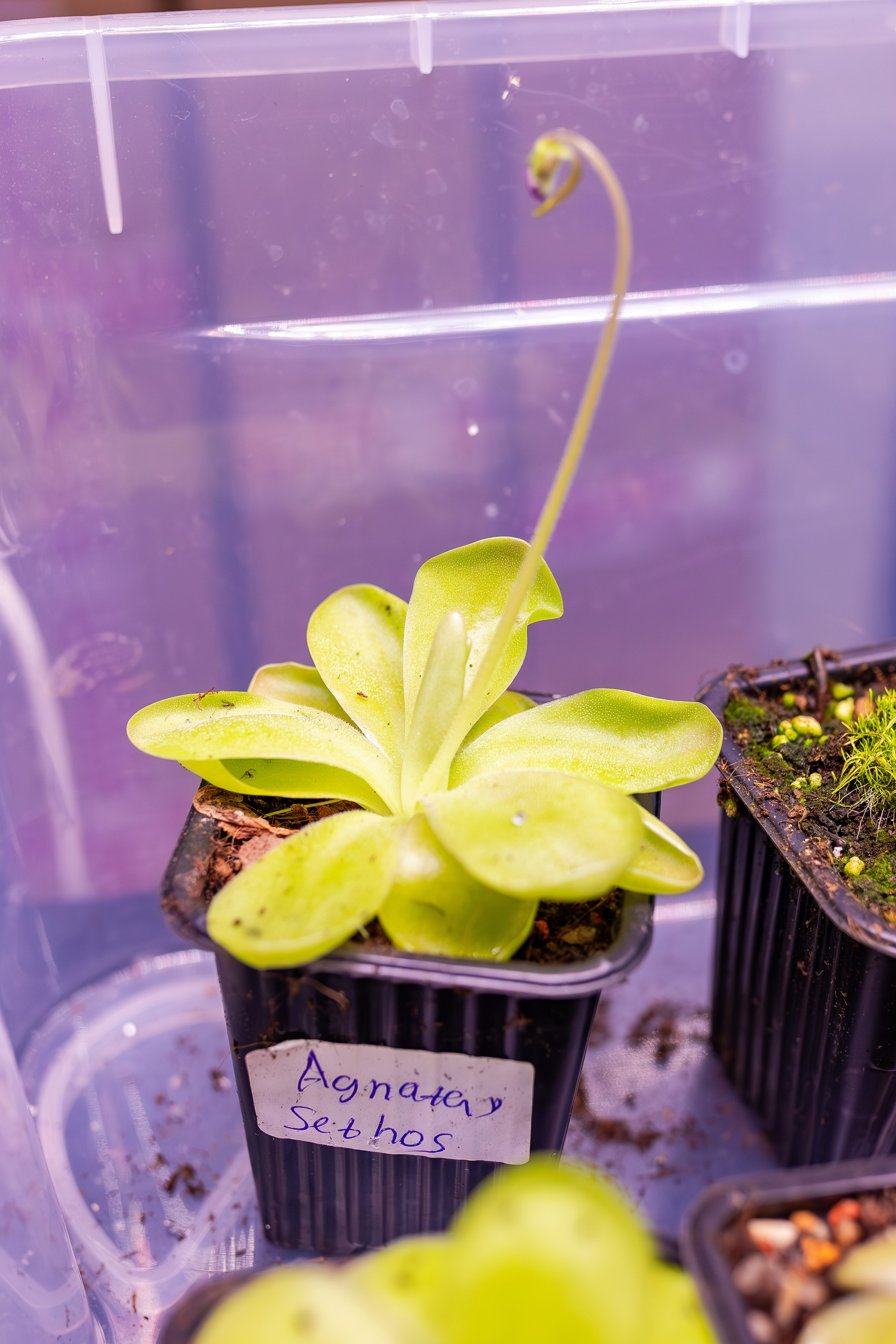 Орхидиум сентябрь 2025. Александра Куликова фотограф, Москва