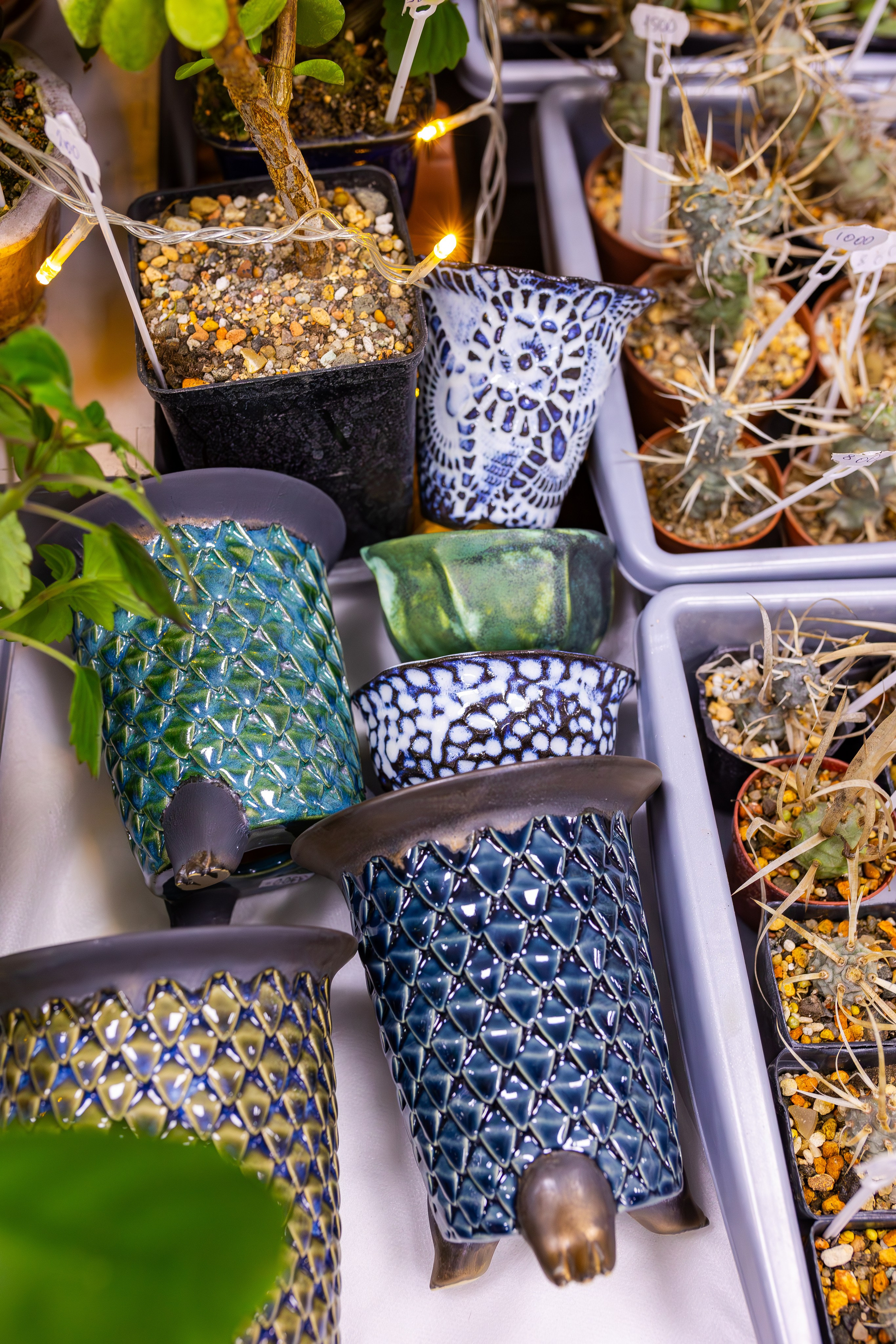 Орхидиум сентябрь 2025. Александра Куликова фотограф, Москва