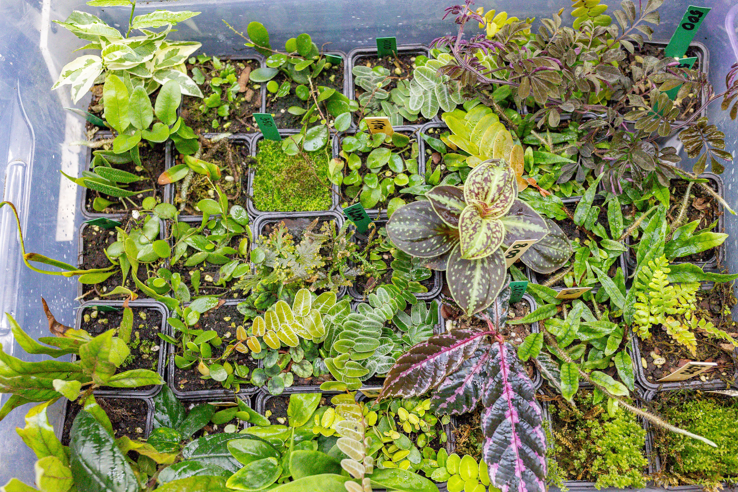 Орхидиум сентябрь 2025. Александра Куликова фотограф, Москва