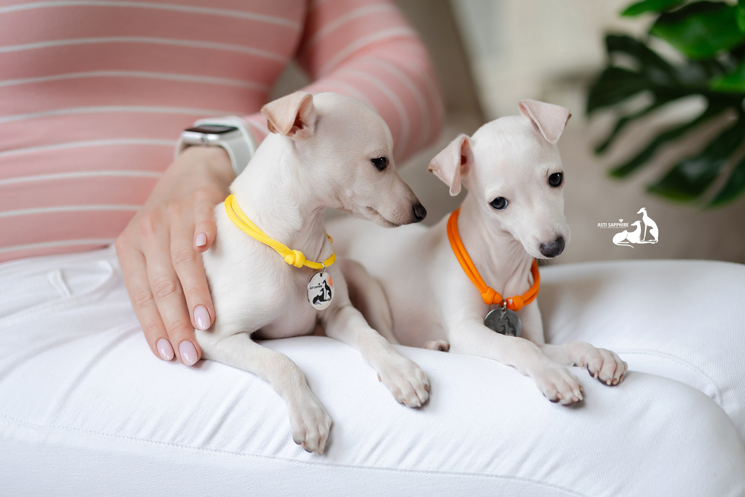 Белоснежные. Professional Italian Greyhound Kennel RKF/FCI ASTI SAPPHIRE 💎 Sochi|St. Petersburg