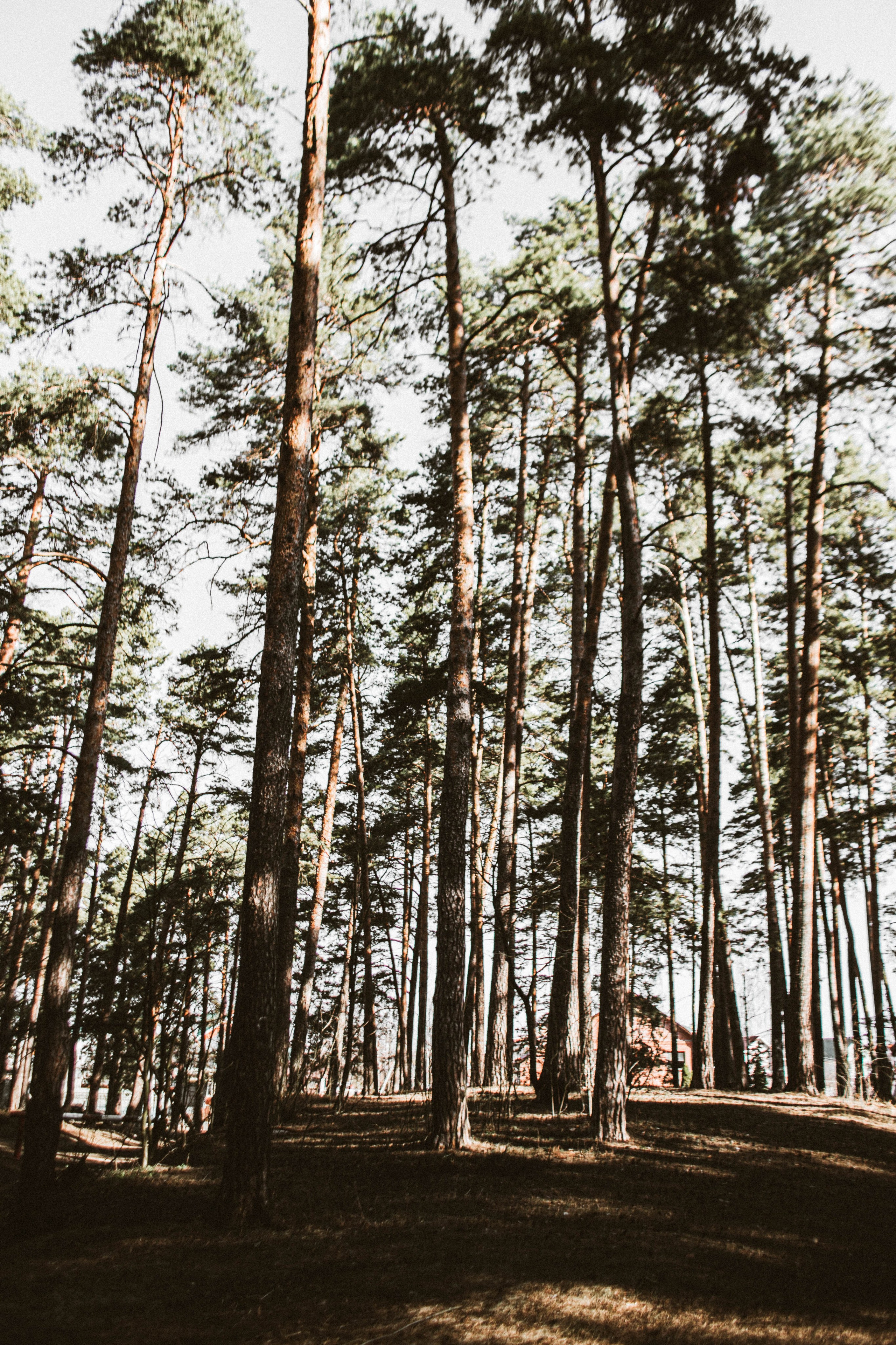 Дарья в корнях. Фотограф в Нижнем Новгороде