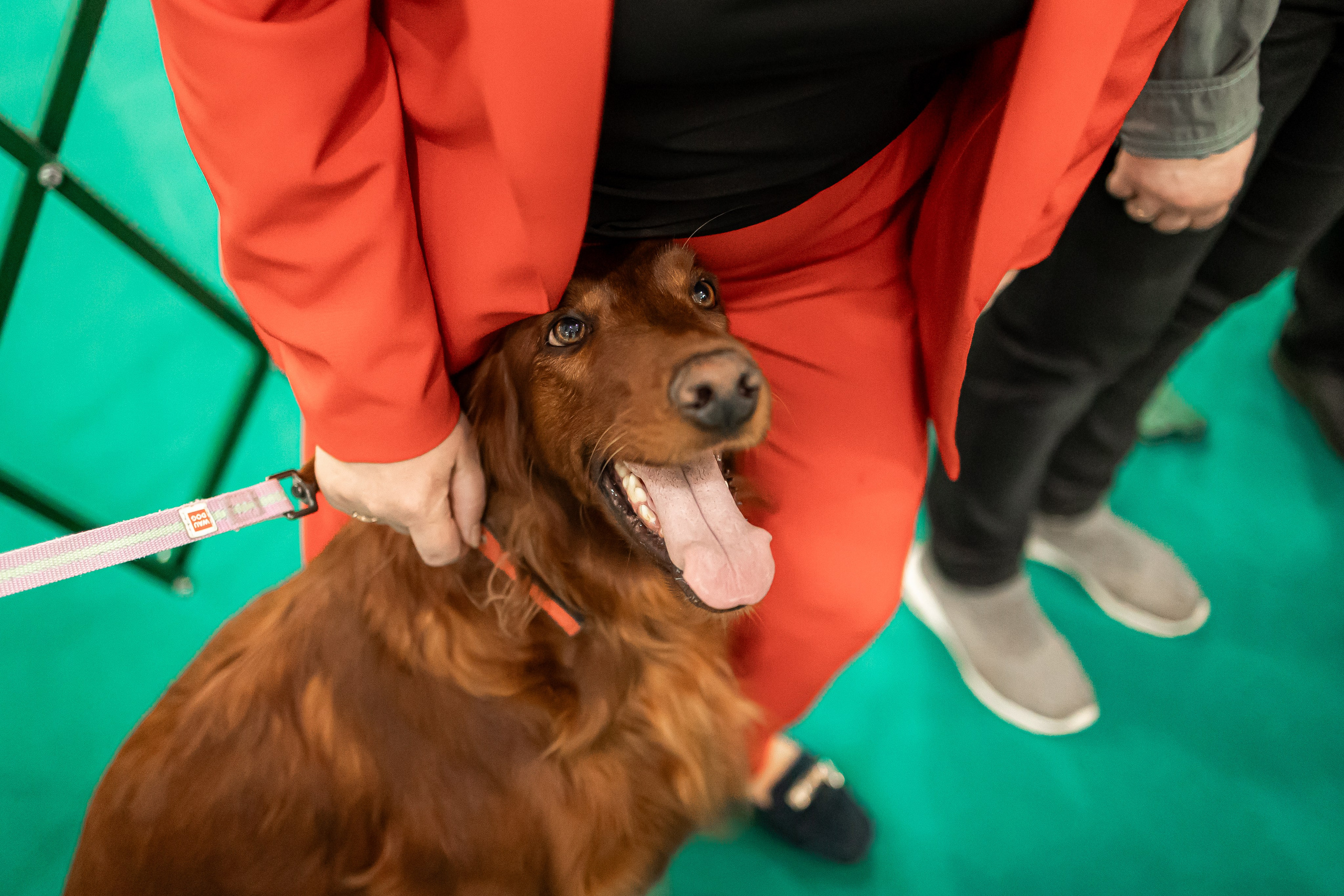 Выставка сеттеров 19.05.24