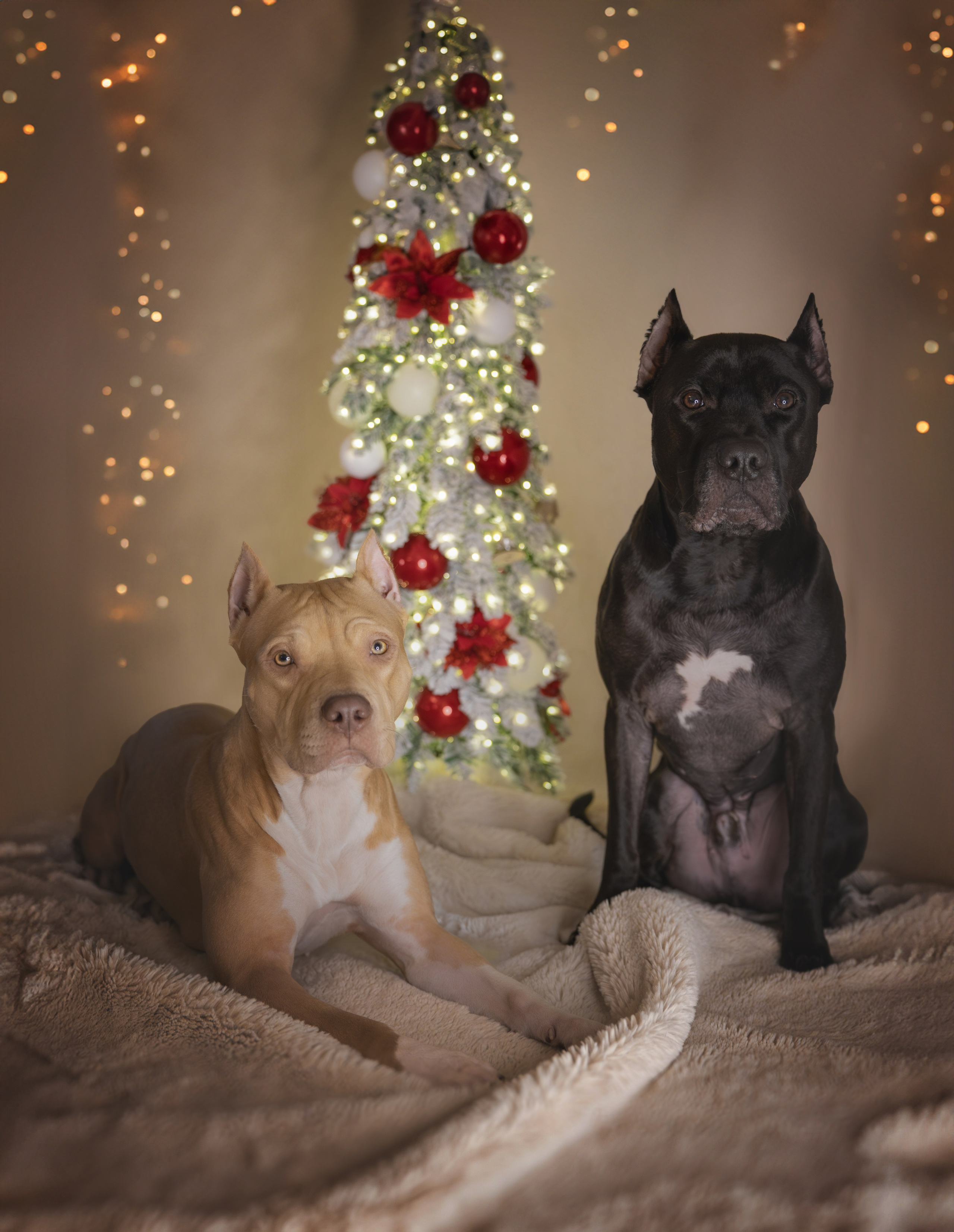 Студия. Главная