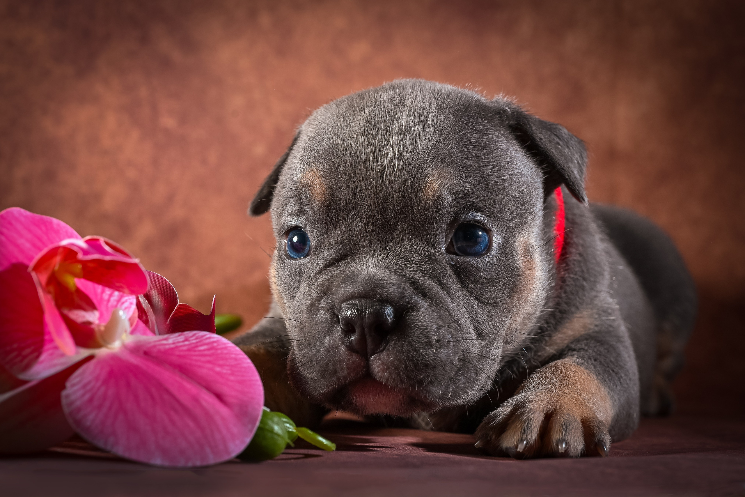 Щенки. Фотограф-анималист в Санкт-Петербурге Анастасия Иванова