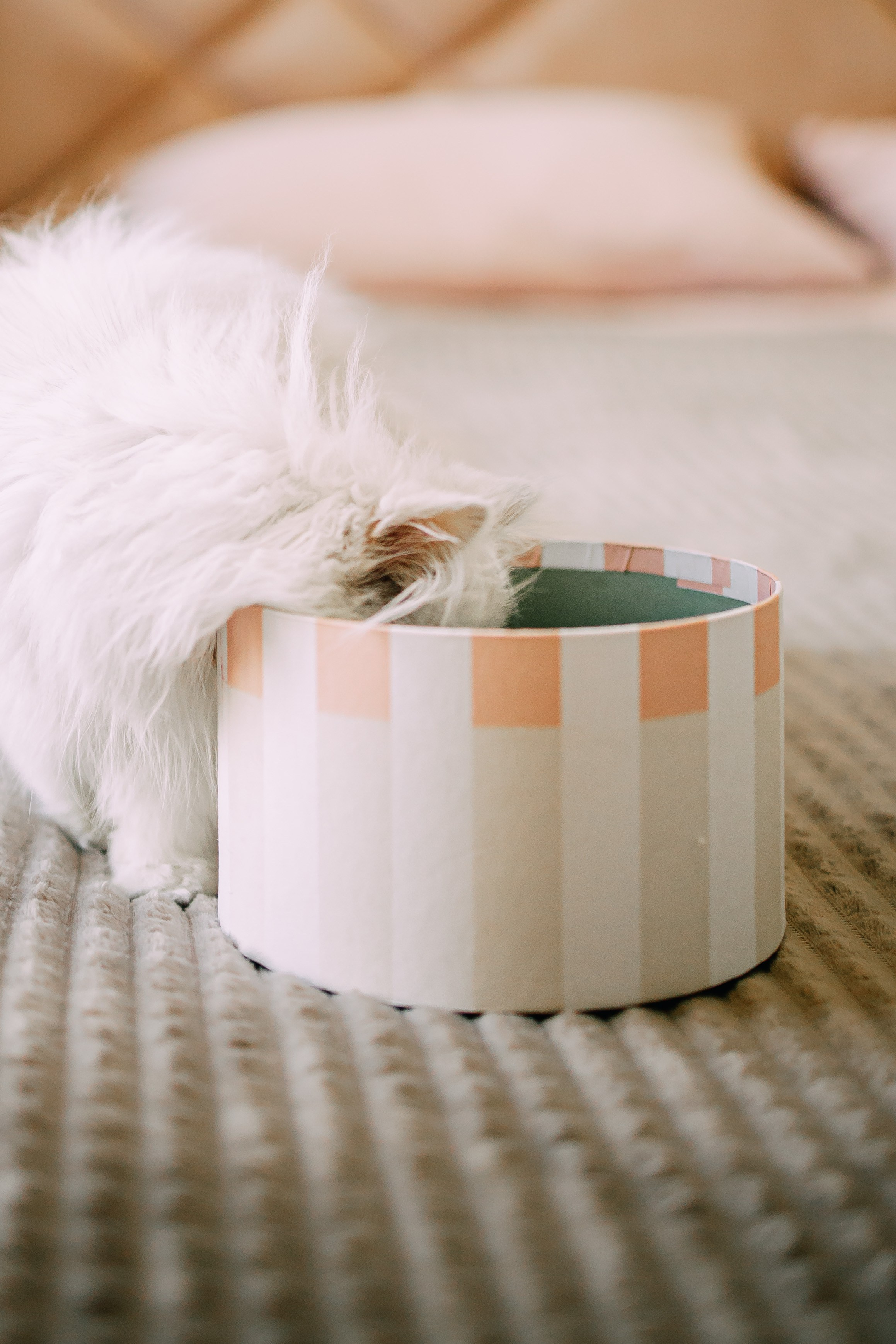 Султан, Мэй Мэй и Шанталь и их семья