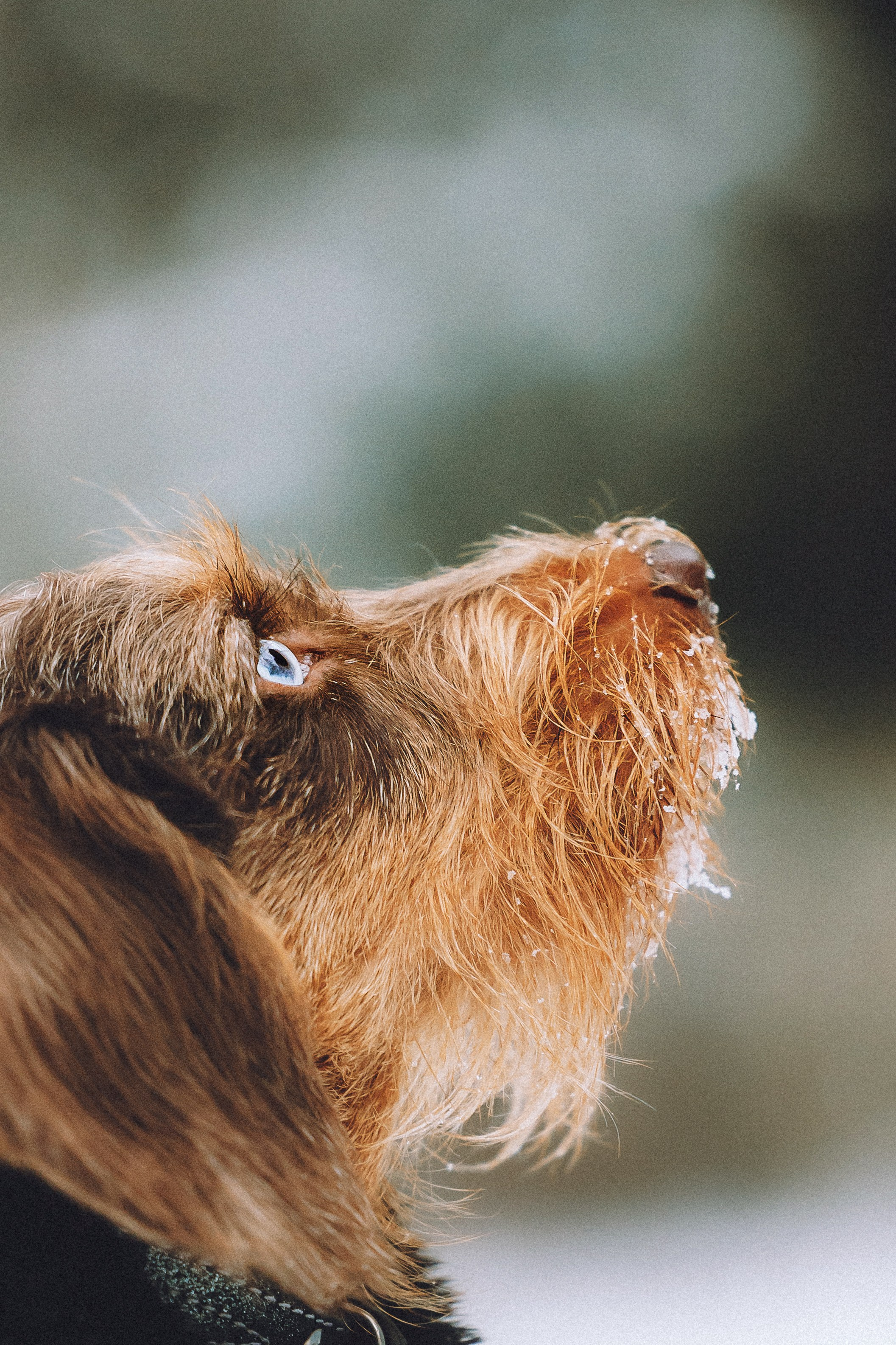 Каспер и его семья