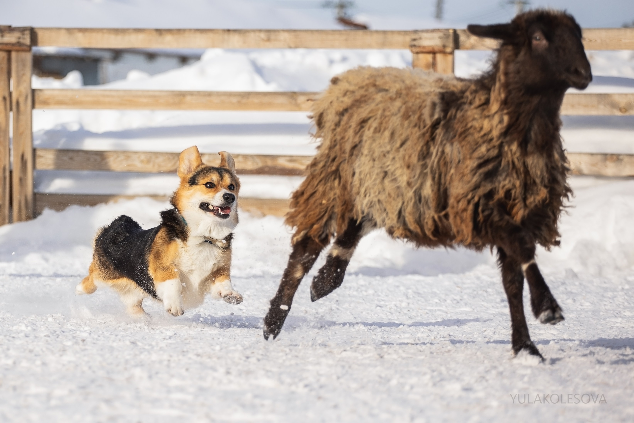 Коргитуса 2.03.2024. YULA KOLESOVA | Фотограф — Анималист | Художник | Тюмень