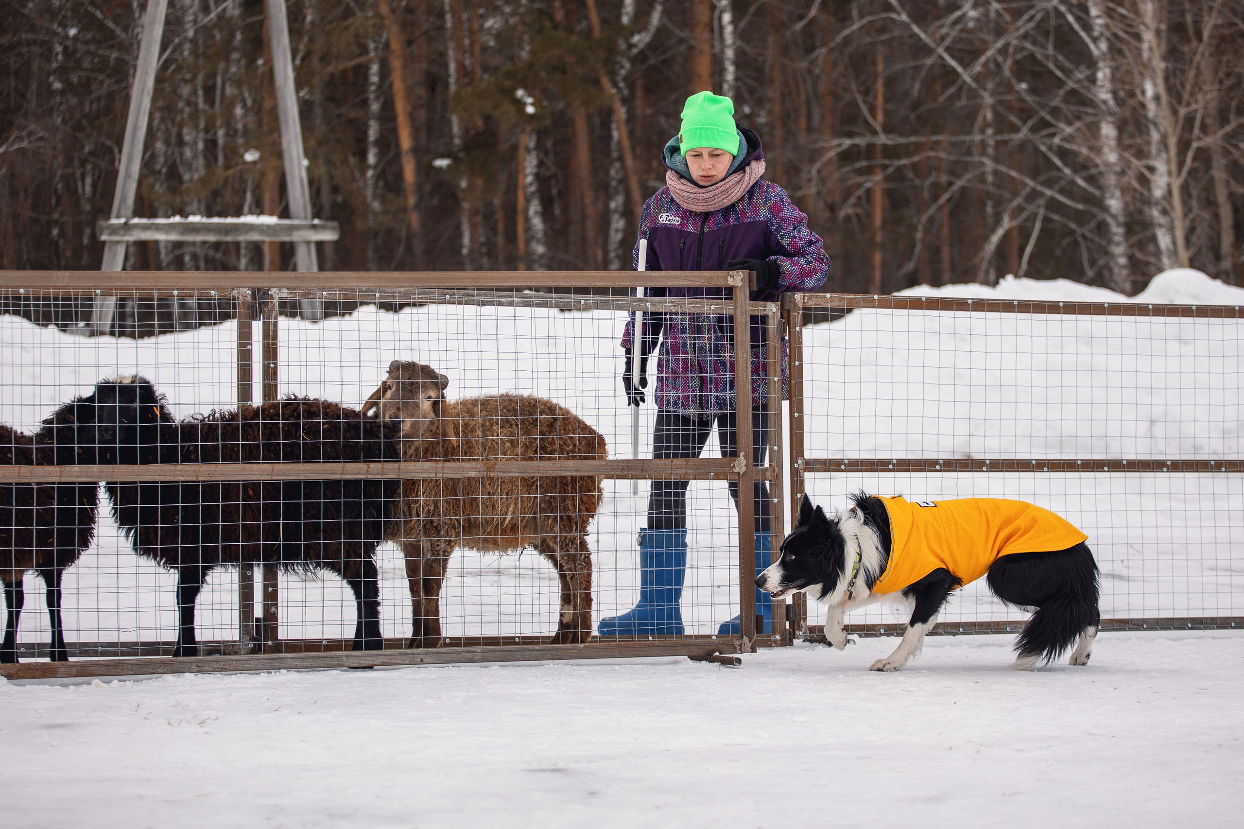 Татьяна и Ран. YULA KOLESOVA | Фотограф — Анималист | Художник | Тюмень