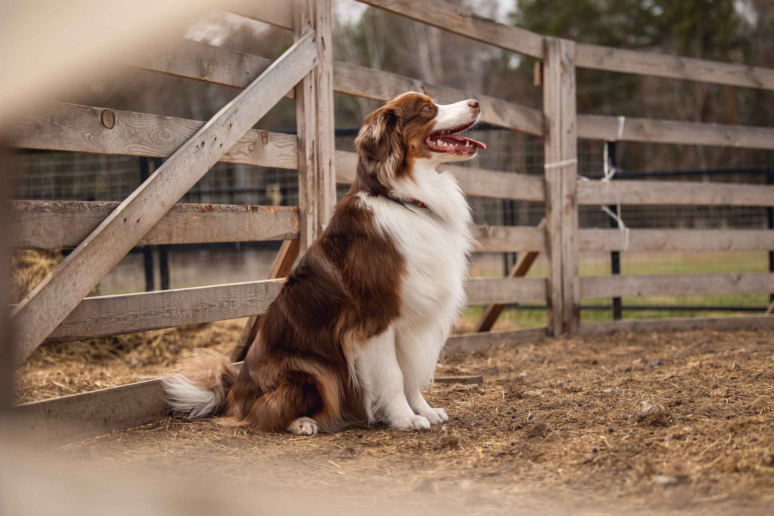 Анна и Вуди. YULA KOLESOVA | Фотограф — Анималист | Художник | Тюмень