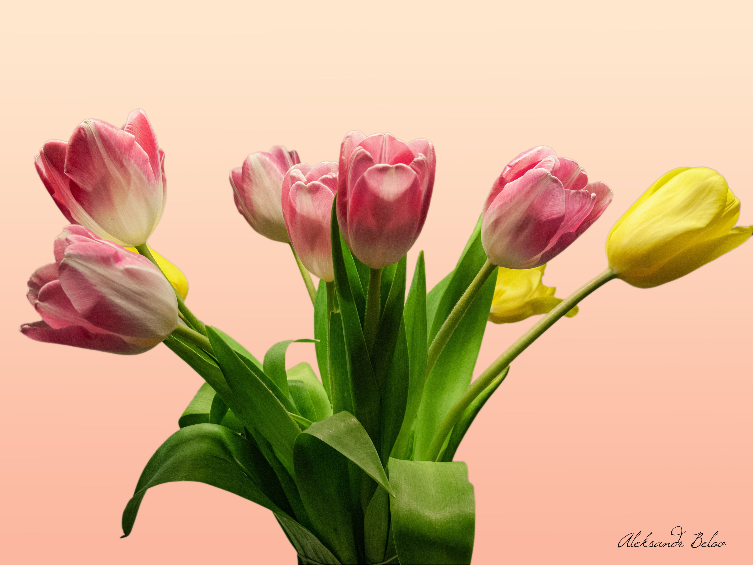 Цветы. Пейзажный и семейный фотограф в Санкт-Петербурге Александр Белов