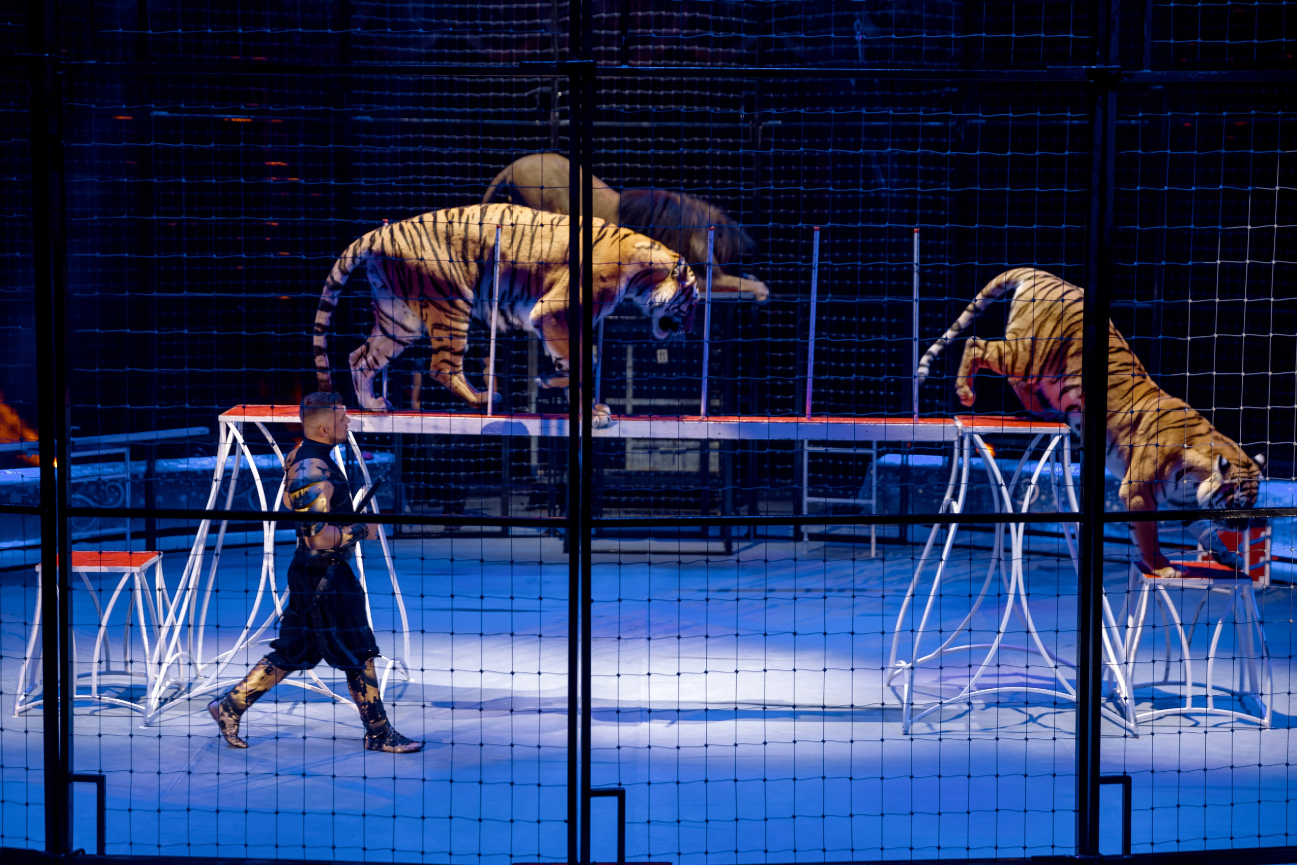 Цирк Moretti в Иркутске. Свадебный фотограф Иркутск, репортажный фотограф Иркутск