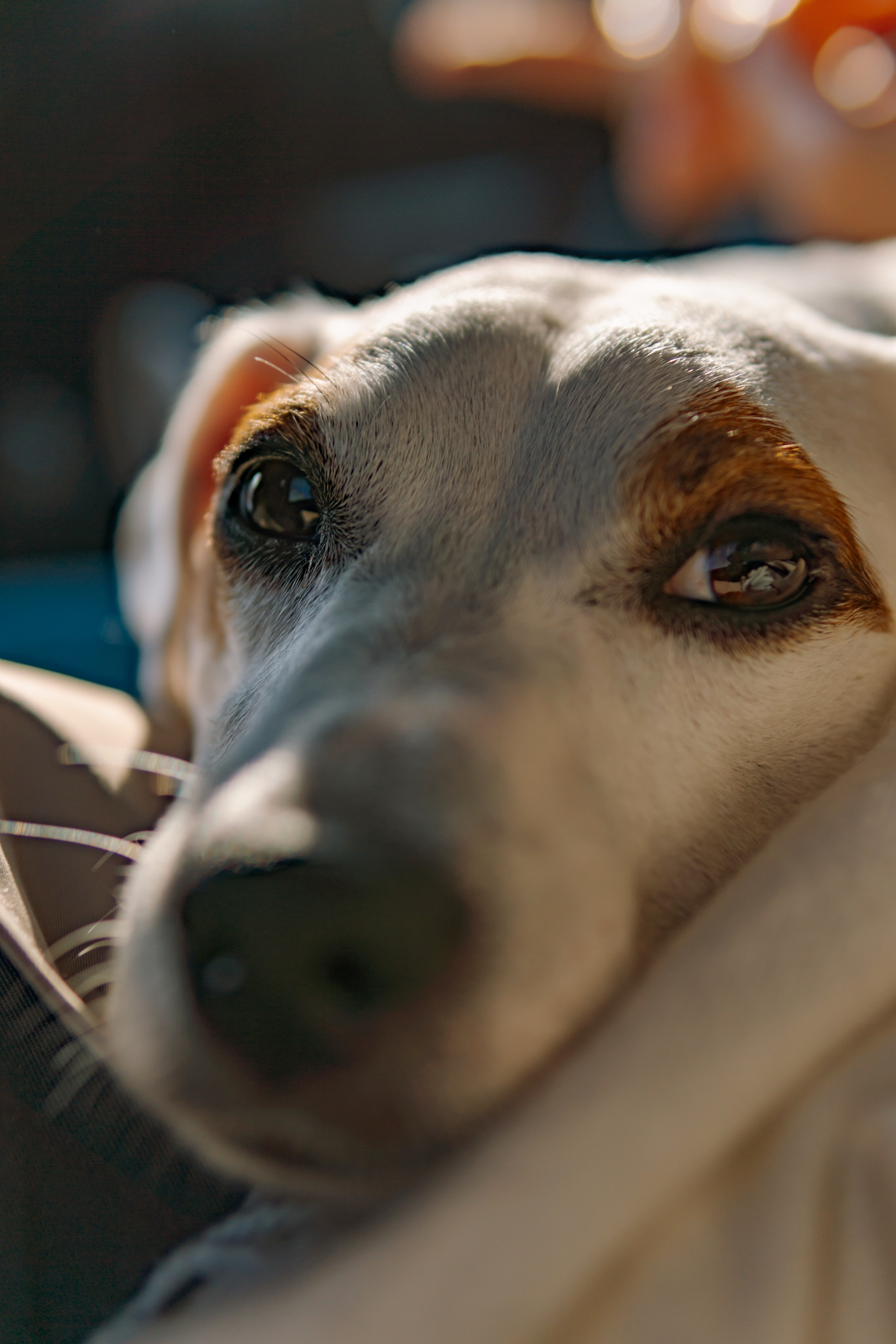 Таня, Дима, Амелия, Демид, Харлей. Фотограф в Москве Юлия Першина