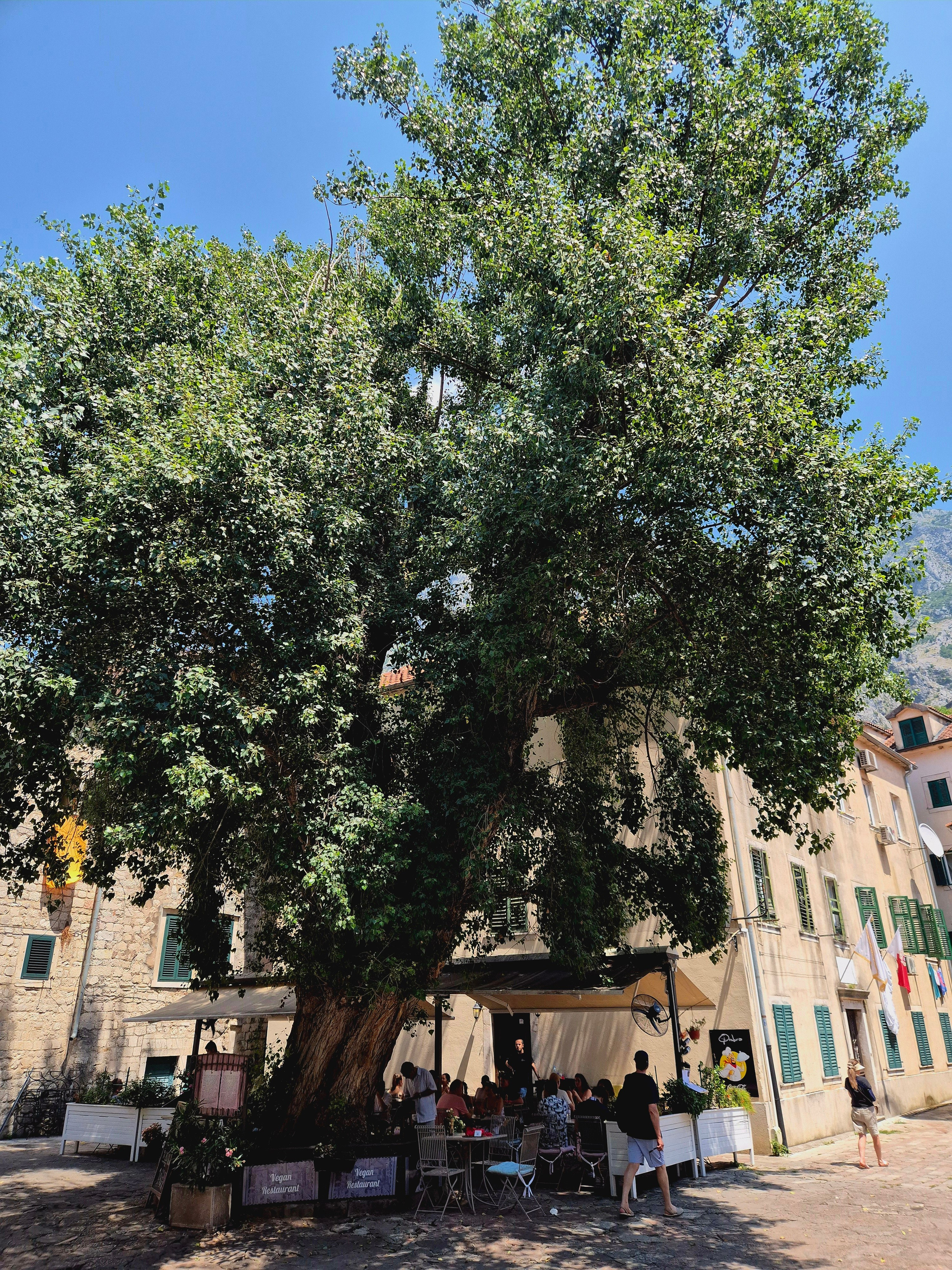 Единственное большое дерево в старом Которе. Ему более 400 лет